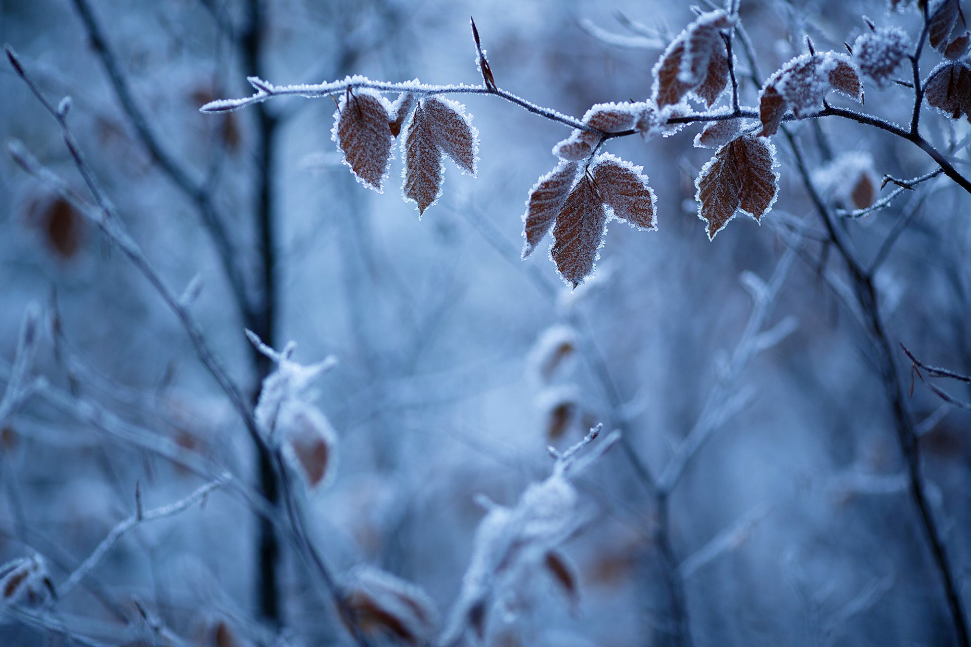 Листья Зима Фото