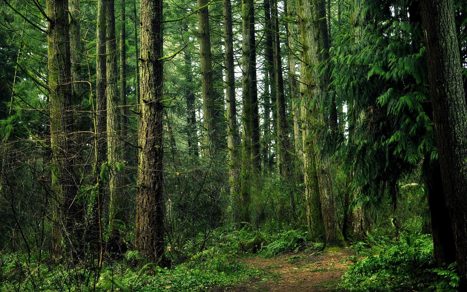 Страстны лес. Чаща роща Тайга Бор. Беловежская пуща деревья. Загущенный хвойный лес. Дремучий хвойный лес Тайга.