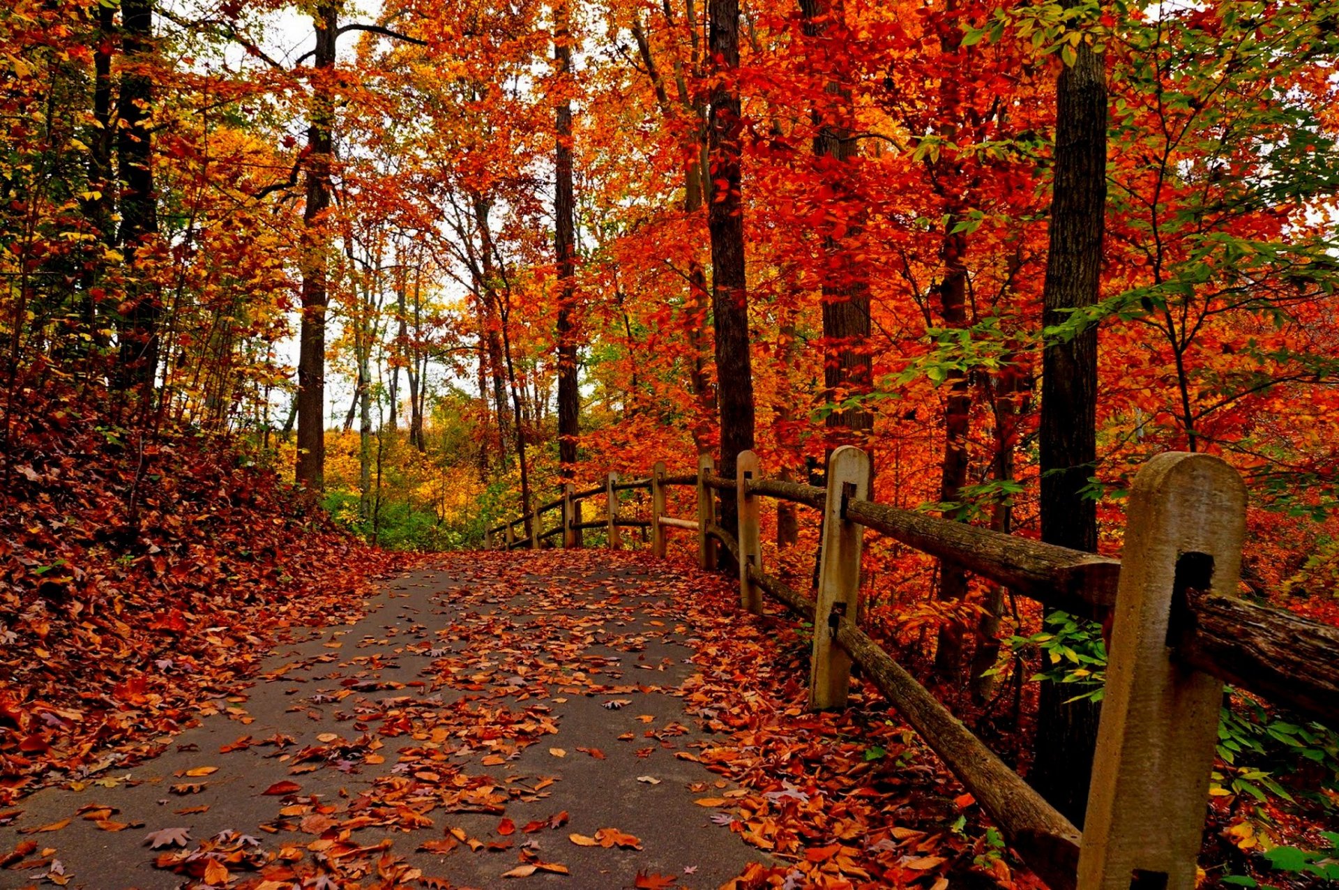 Дорога в лесу засыпанная листьями бесплатно