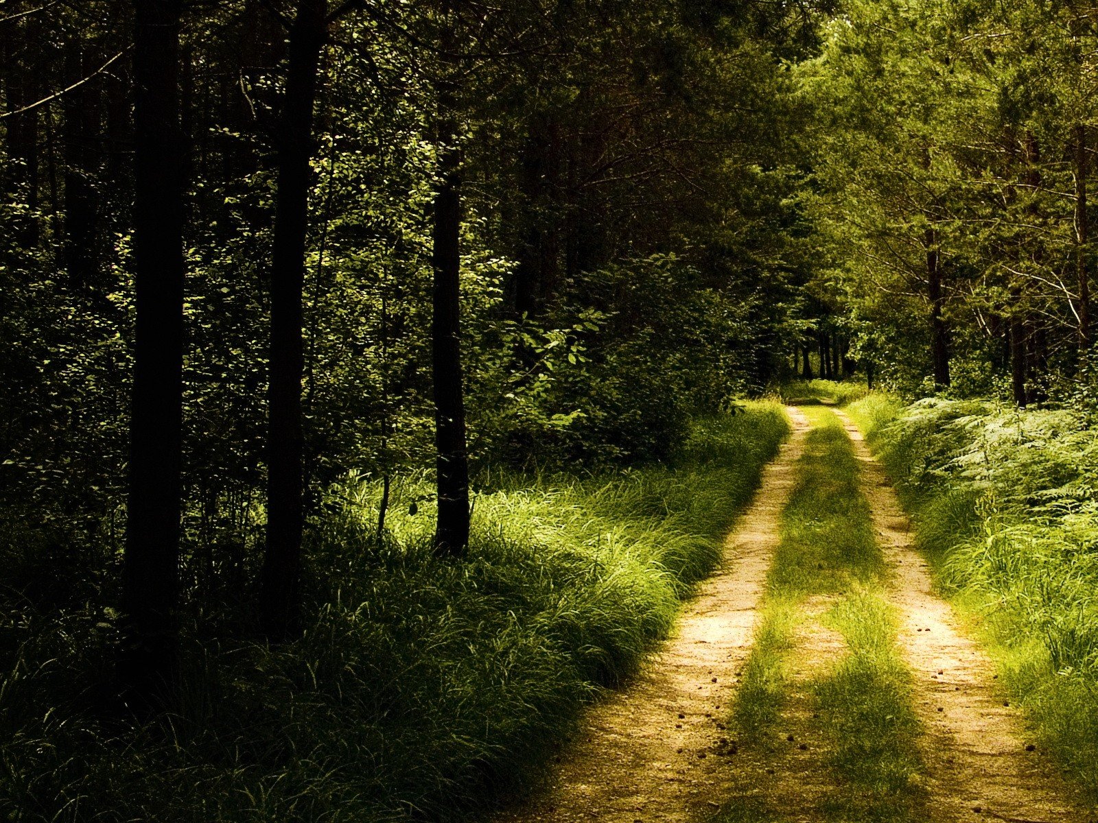 Дорога в лес без смс