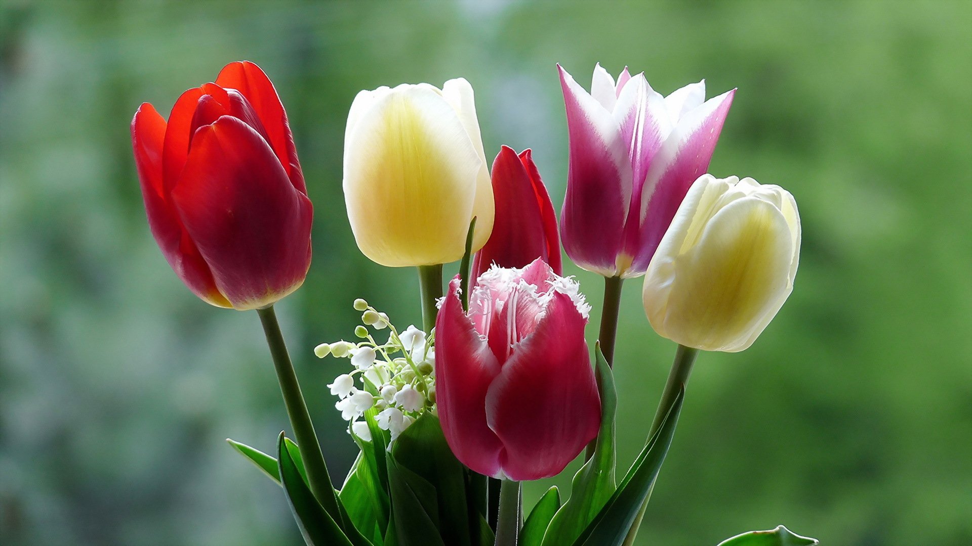 Цветок природа макро тюльпан на телефон Обои на рабочий стол - Mirowo