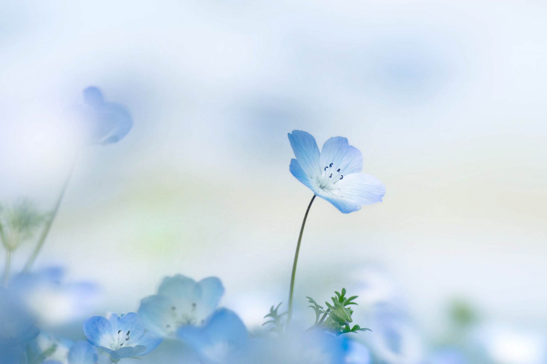 Нежно-голубые цветы скачать