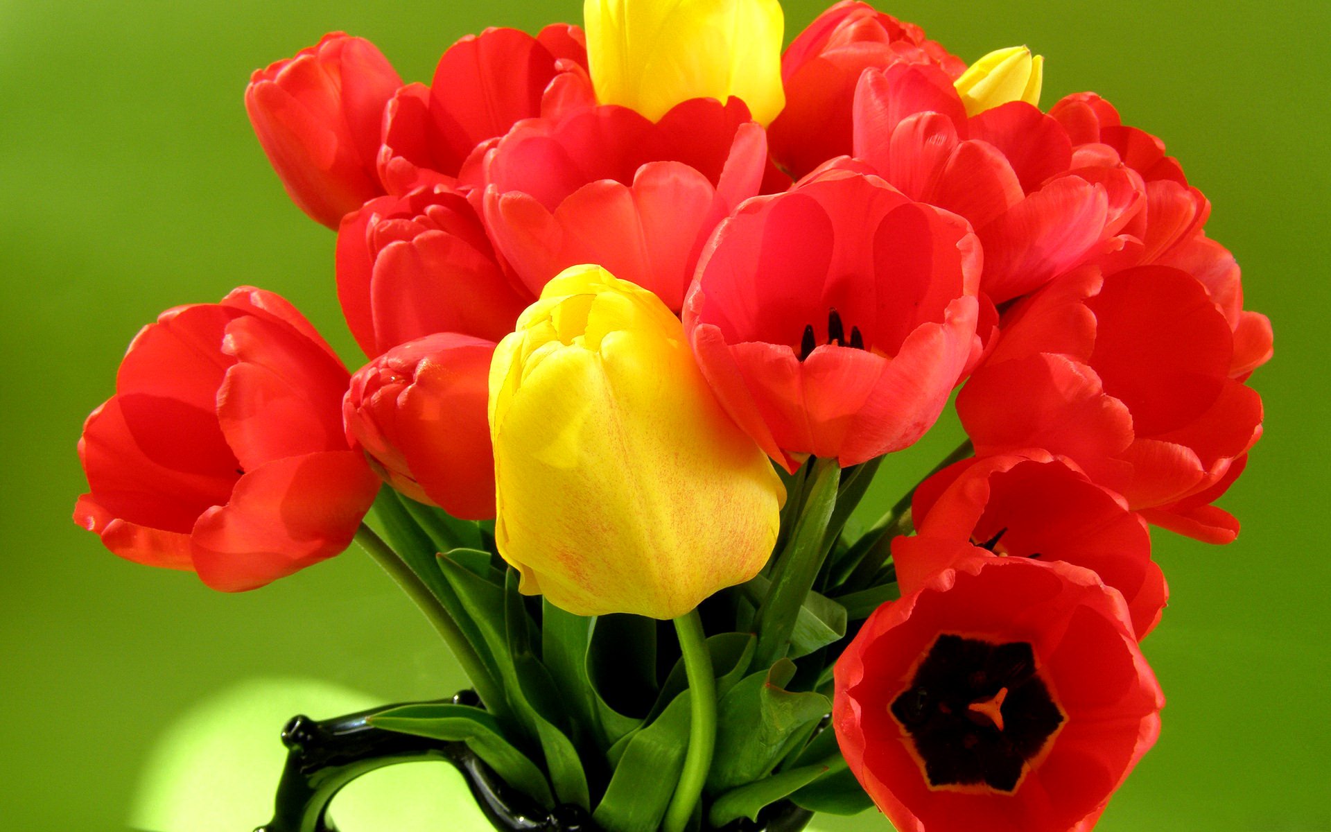 Тюльпаны картинки хорошего качества. Букет 35 красных тюльпанов. Тюльпан Ребелиус Елоу. Красивые тюльпаны. Яркие тюльпаны.