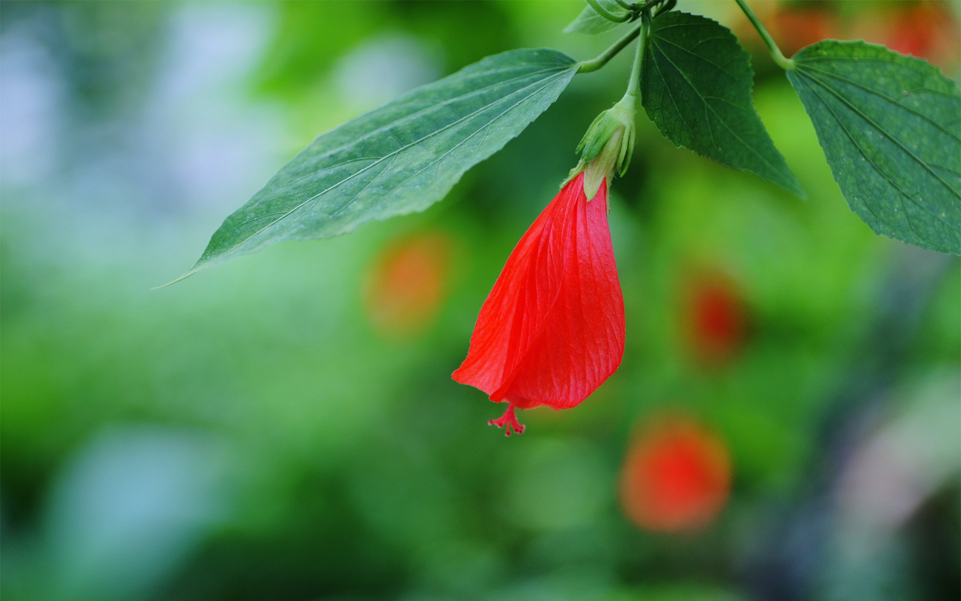 цветок гибискус красный бутон листья ветка фокус