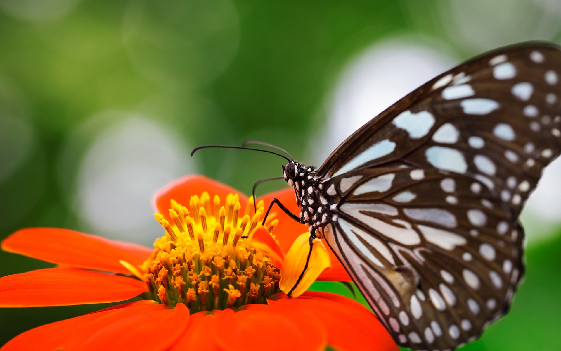 бабочка крылья цветок природа скачать