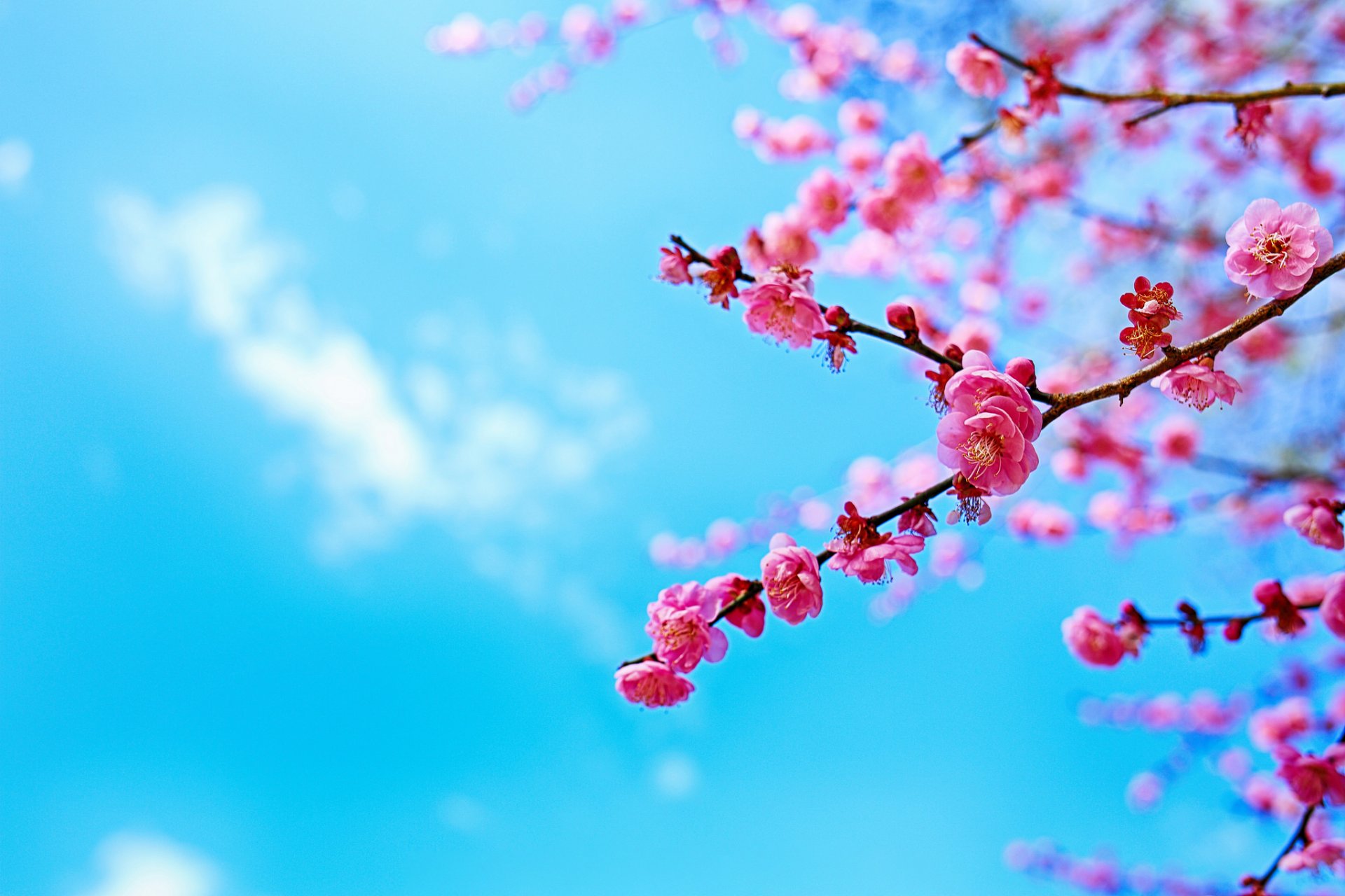 Nebo Derevo Vetka Cvetenie Vesna Sakura Hd Oboi Dlya Noutbuka