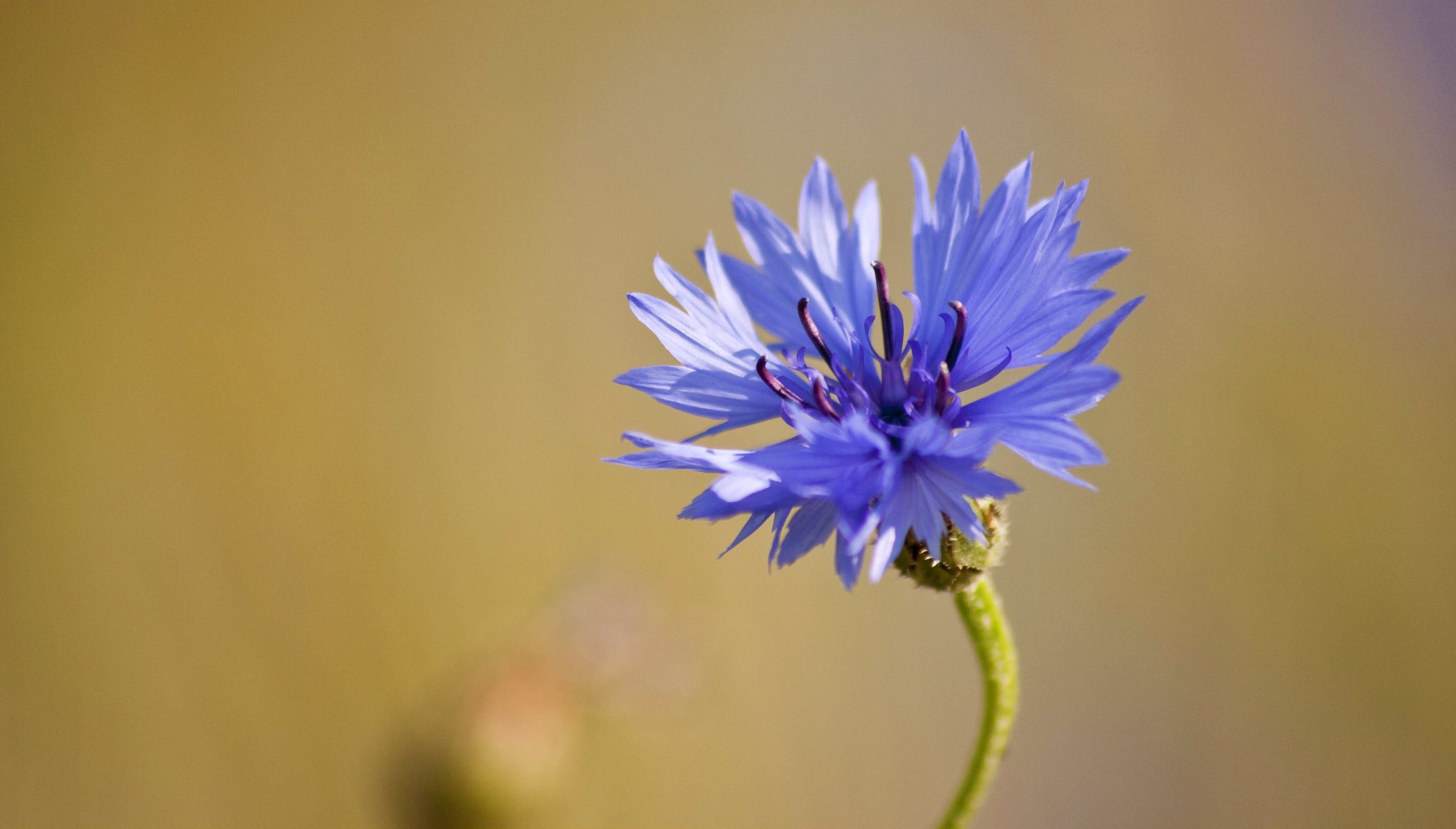 синие полевые цветы природа без смс