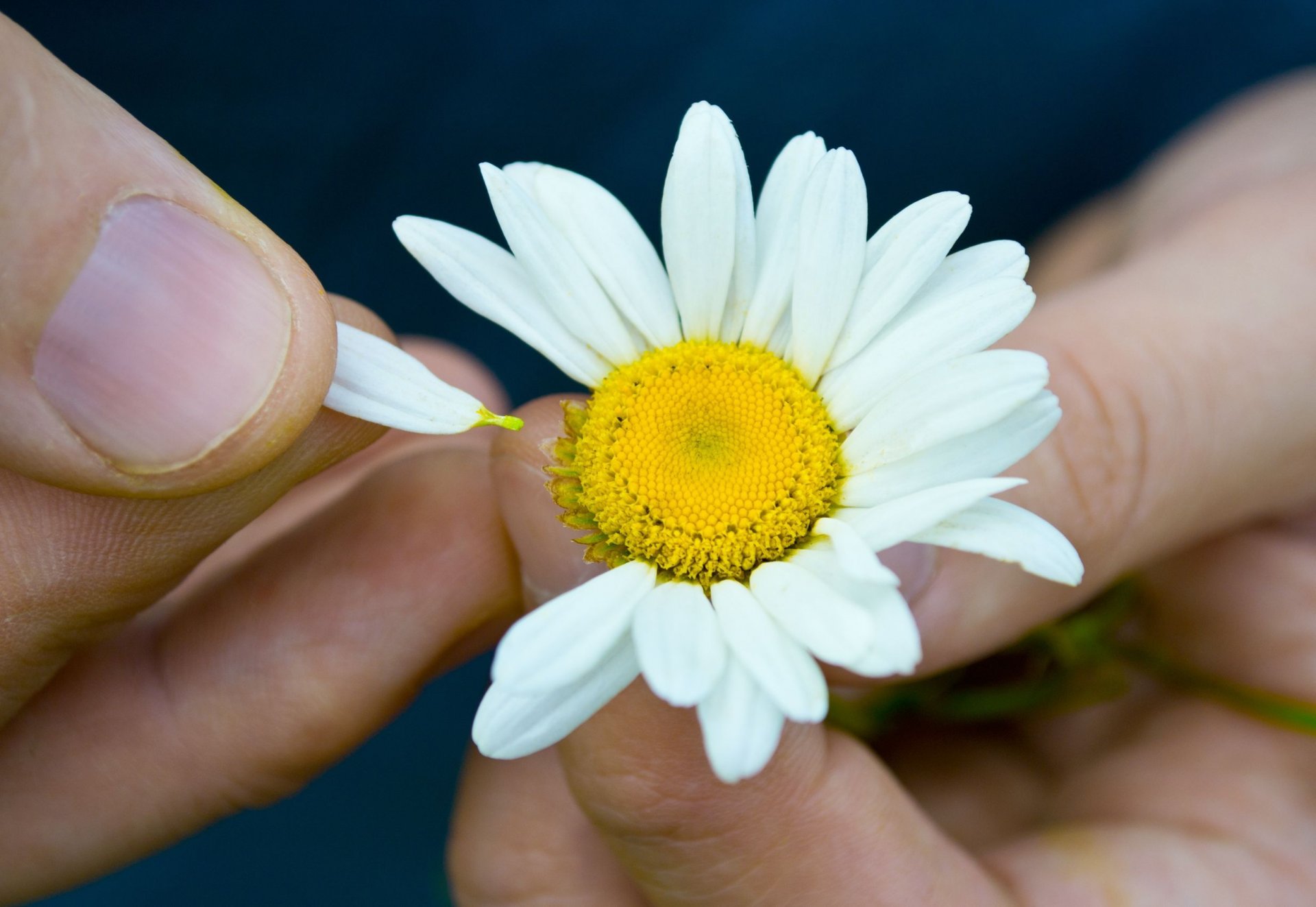 Рука, цветок без смс