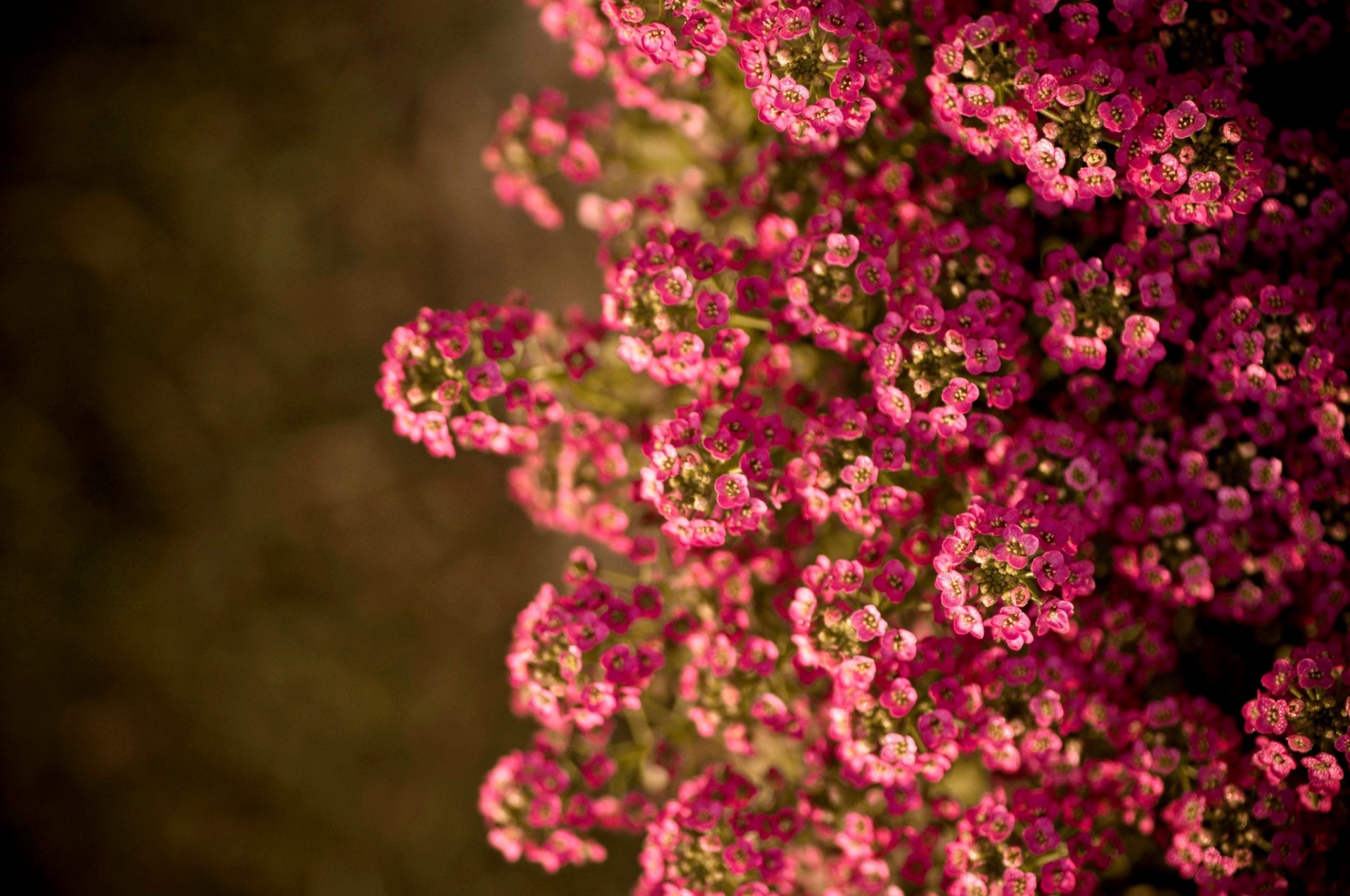 Сток растения. Маленькие розовые цветы. Маленькие розовые цветочки. Дерево с мелкими розовыми цветочками. Гипсофила на рабочий стол.