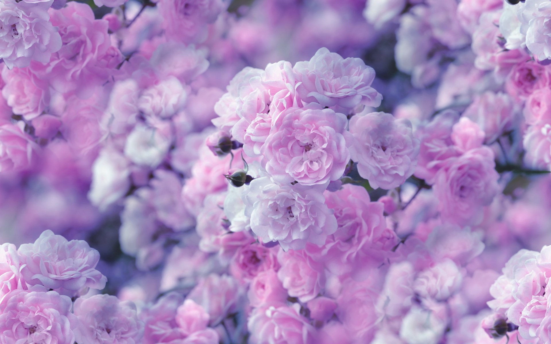 Картинки красивые на телефон на заставку цветы розы
