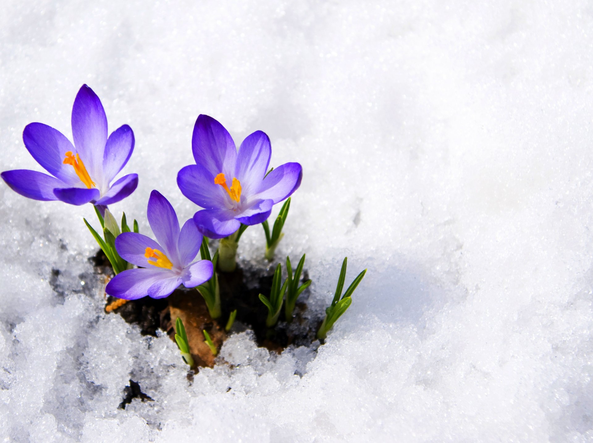 крокусы бутоны фиолетовый первоцвет снег весна цветы макро сrocus фиолетовые первоцвета пружина макрос