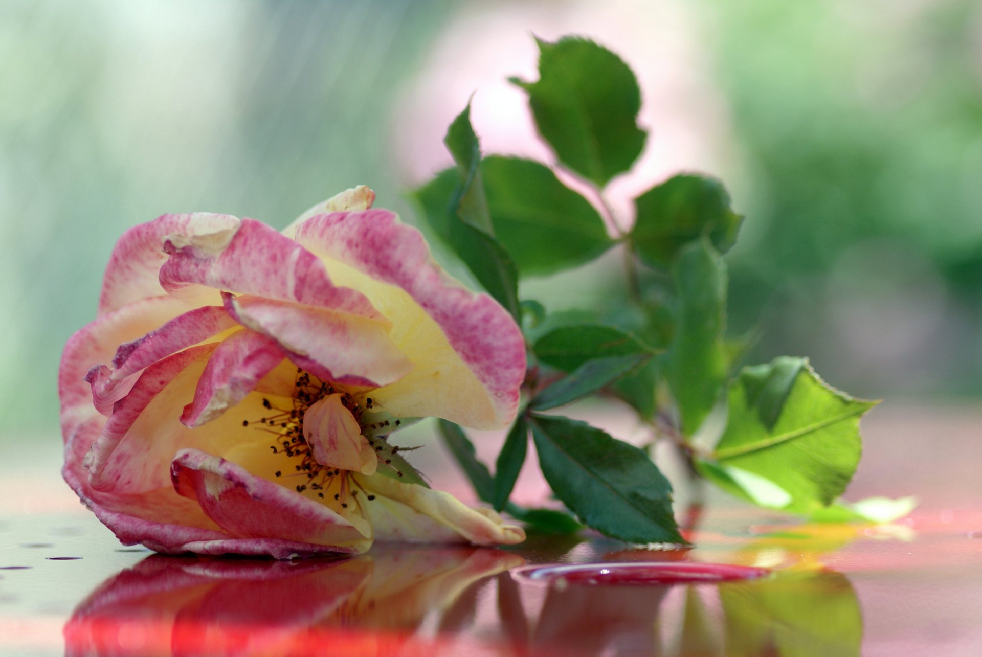 роза чайная розовая фон
