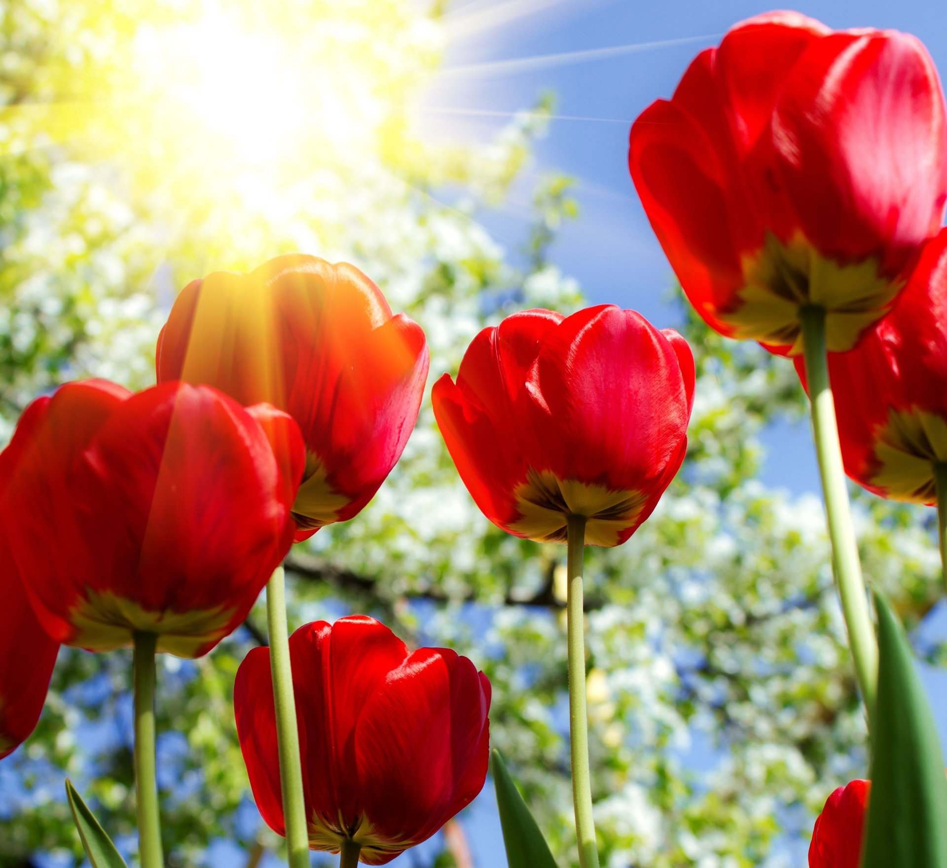 красный тюльпан цветы свет солнца загрузить
