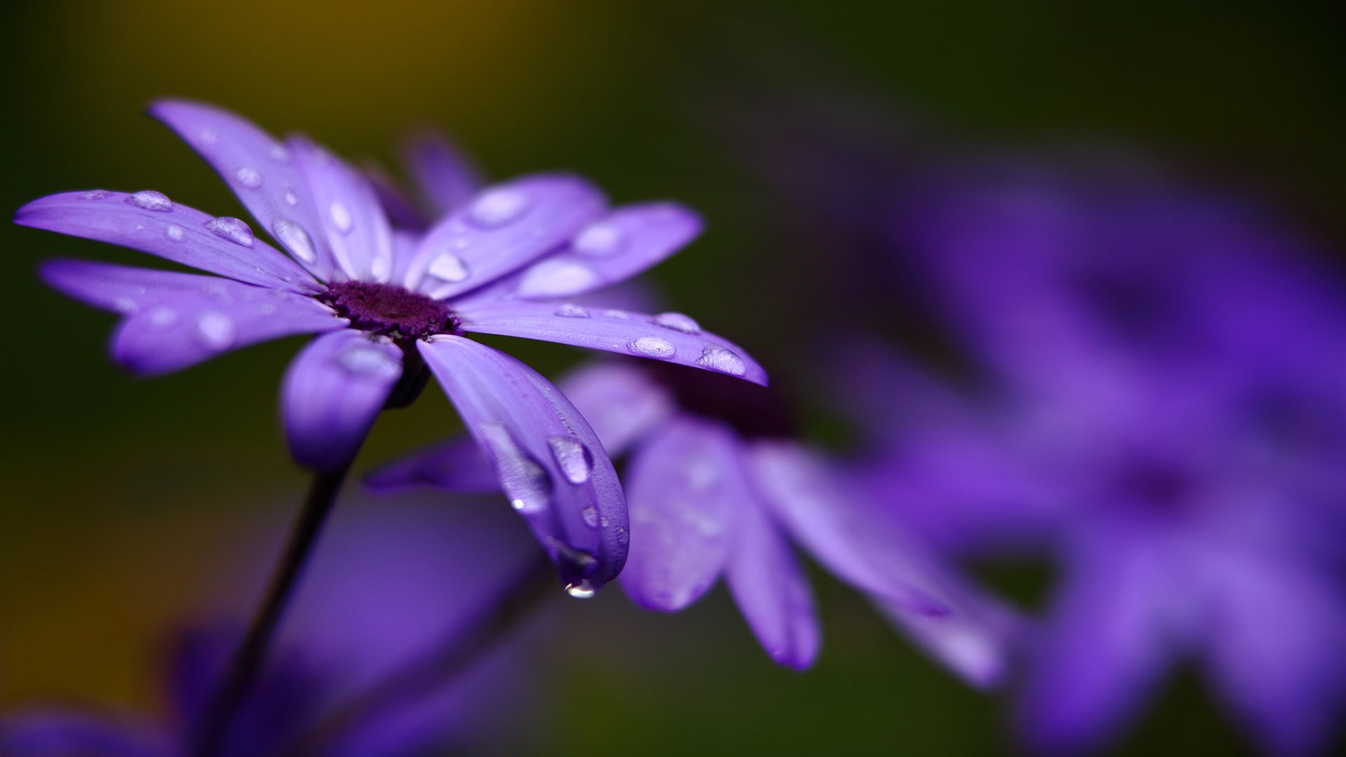 природа цветы макро фиолетовые скачать