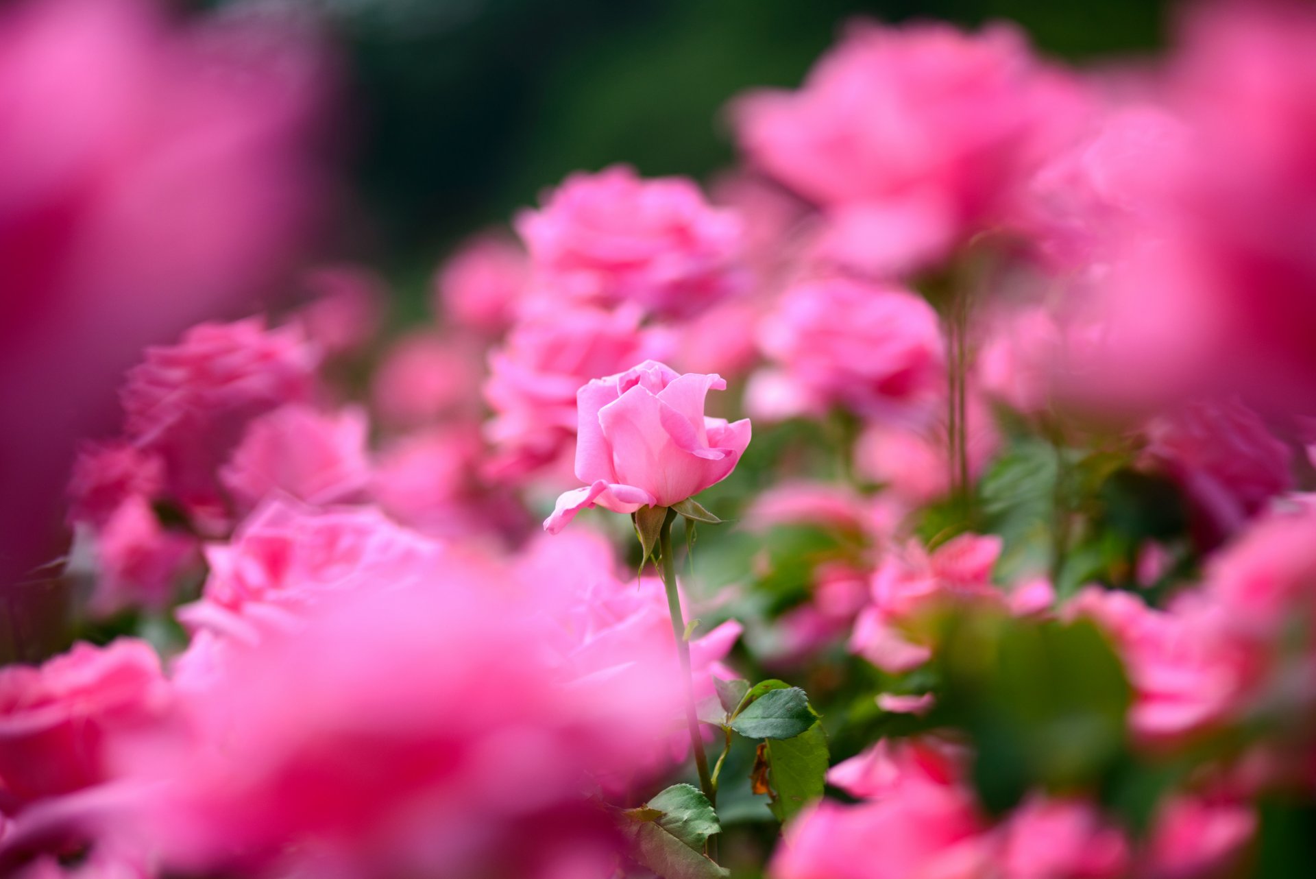 маленькие розовые цветочки скачать