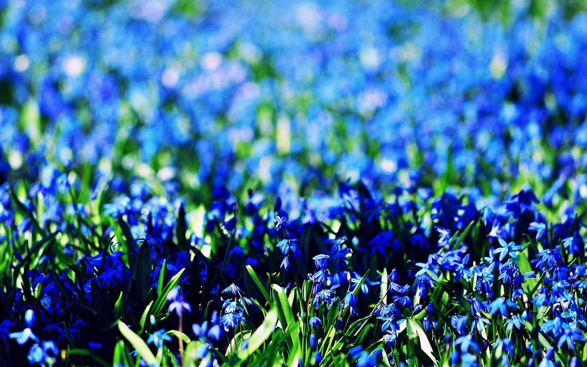 цветок синий бесплатно