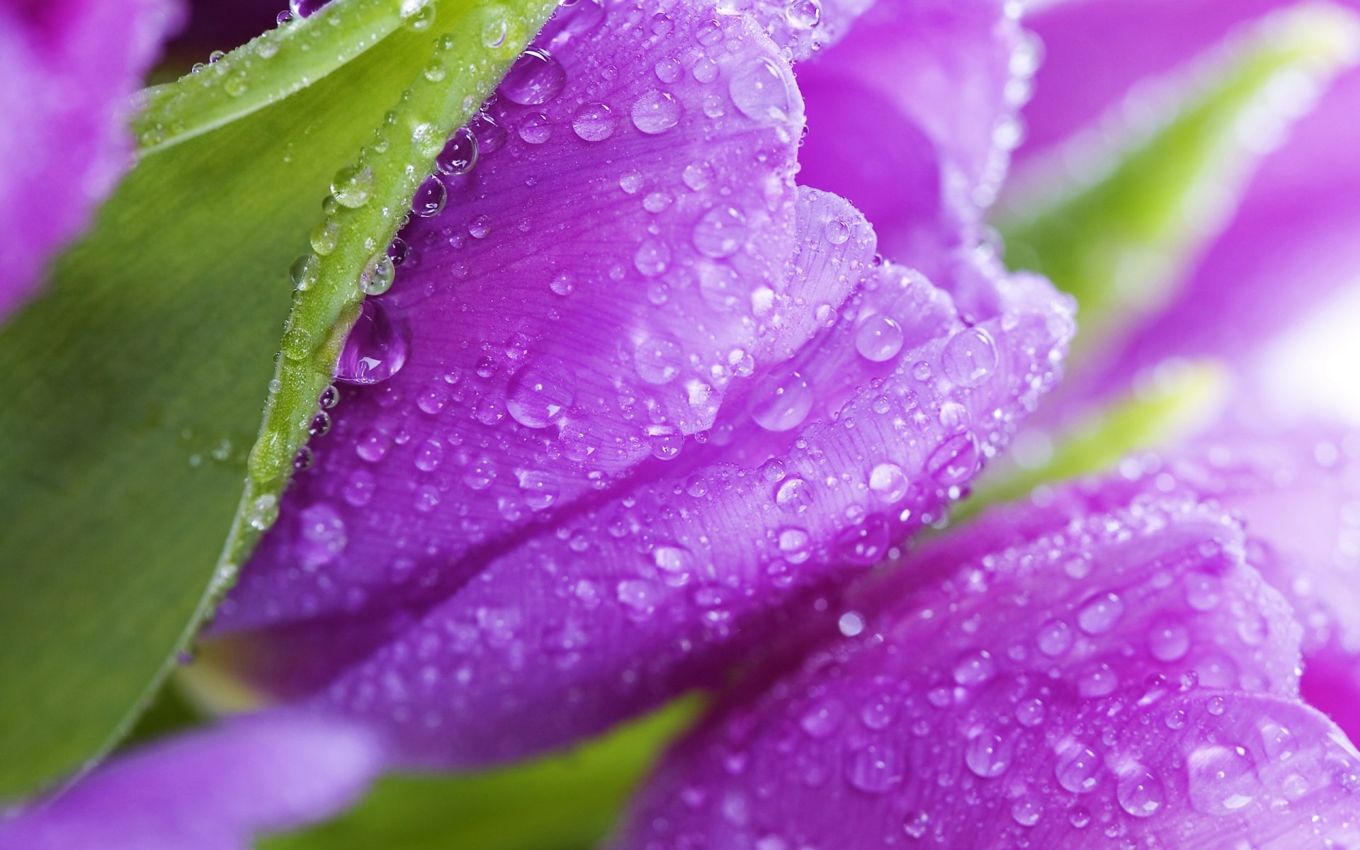 цветок фиолетовый загрузить