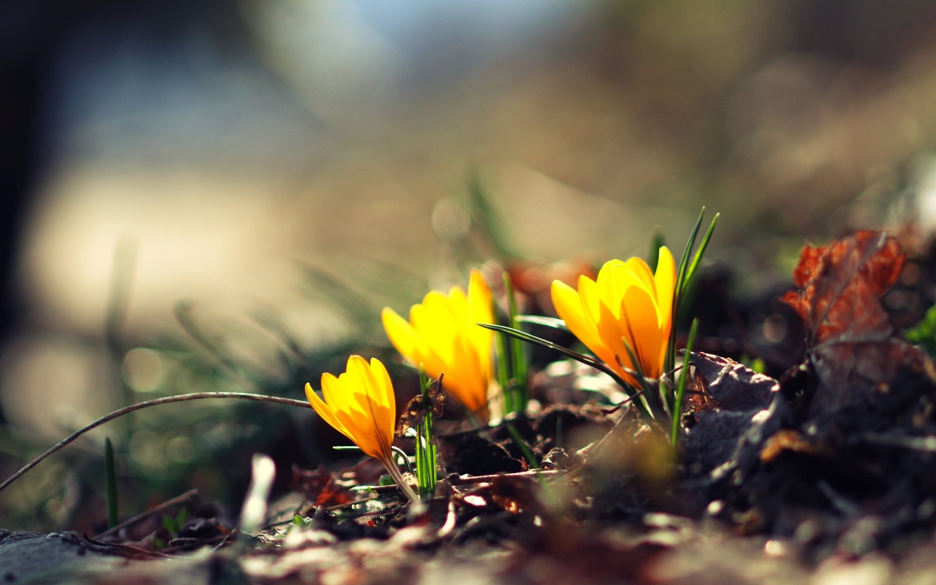 природа желтые цветы весна без смс