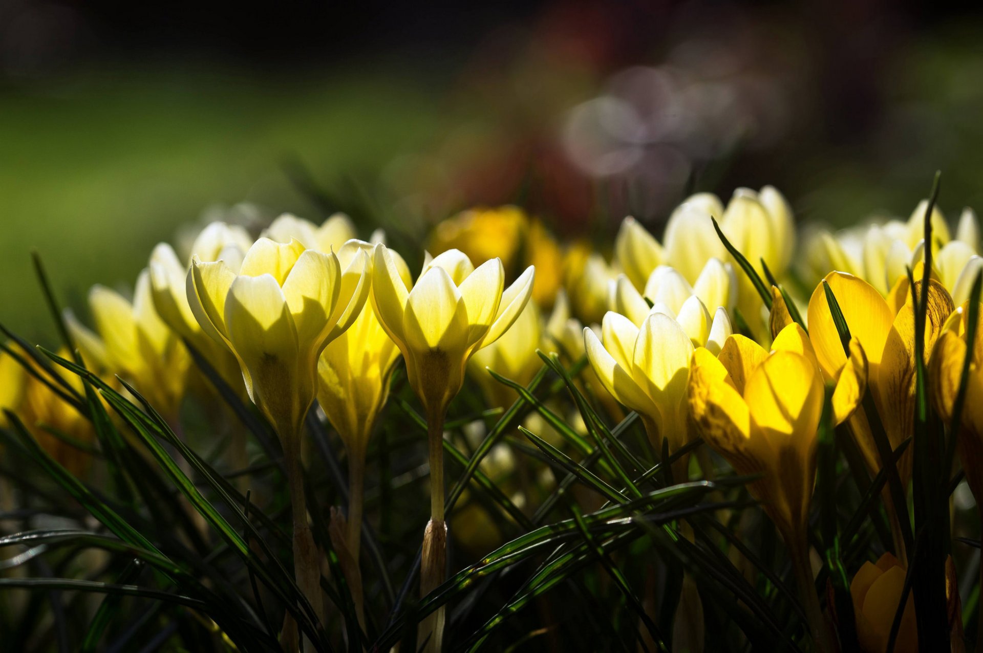 Фото весны на рабочий. Крокус весенний желтый. Первоцветы крокусы. Желтые первоцветы крокусы. Пролески желтые цветы.