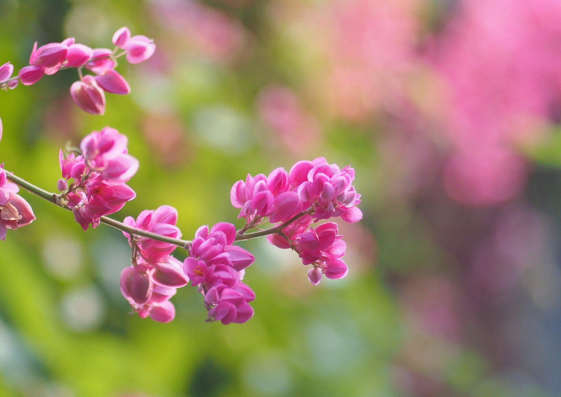 розовый цветок природа весна скачать