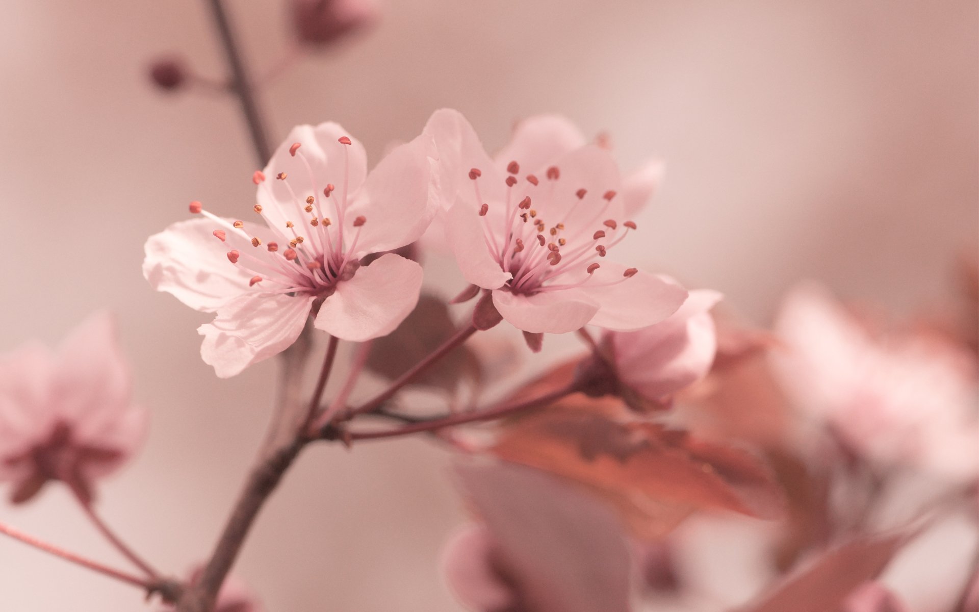 сакура, весна, цветы загрузить