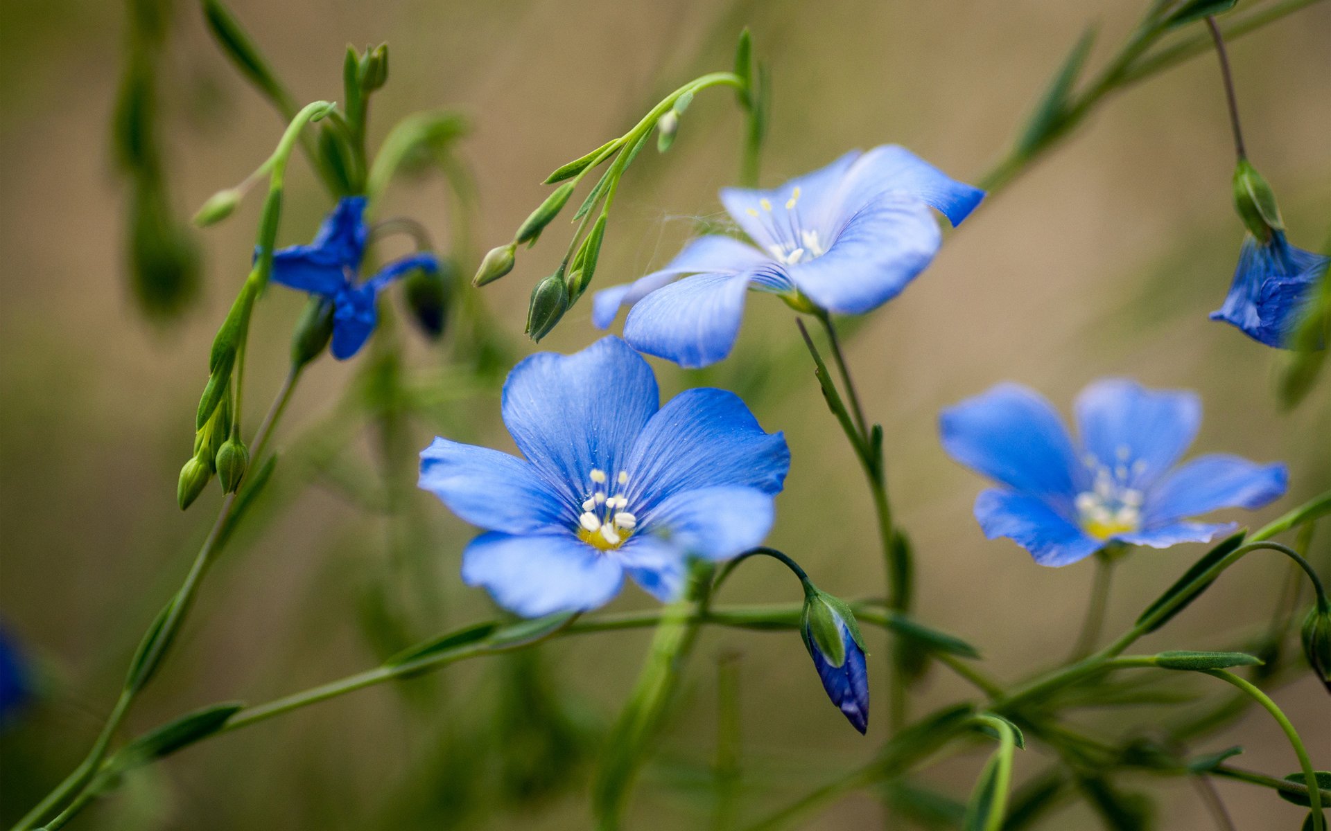 цветочно-синяя поляна бесплатно