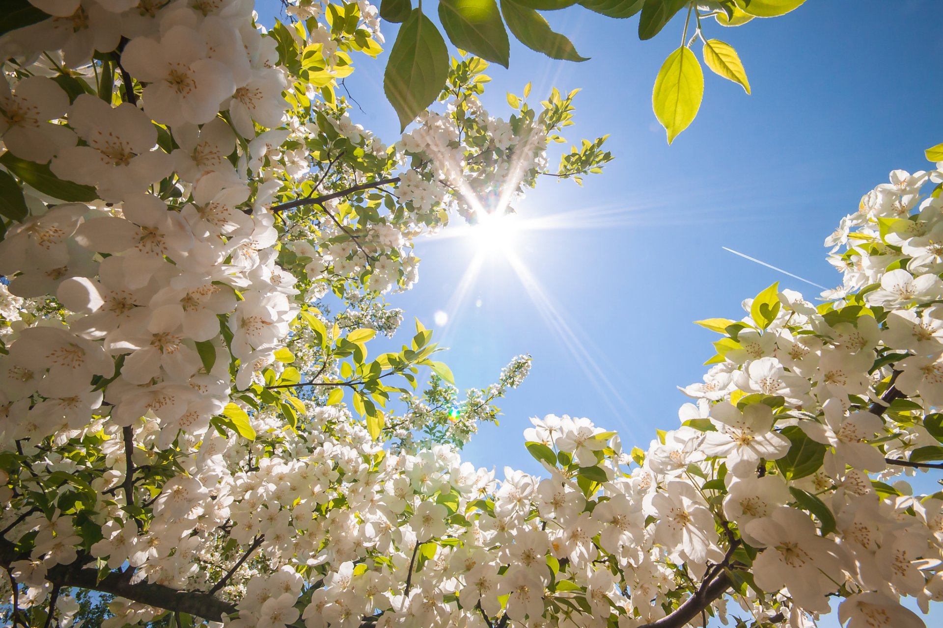 весна цветы дерево солнце