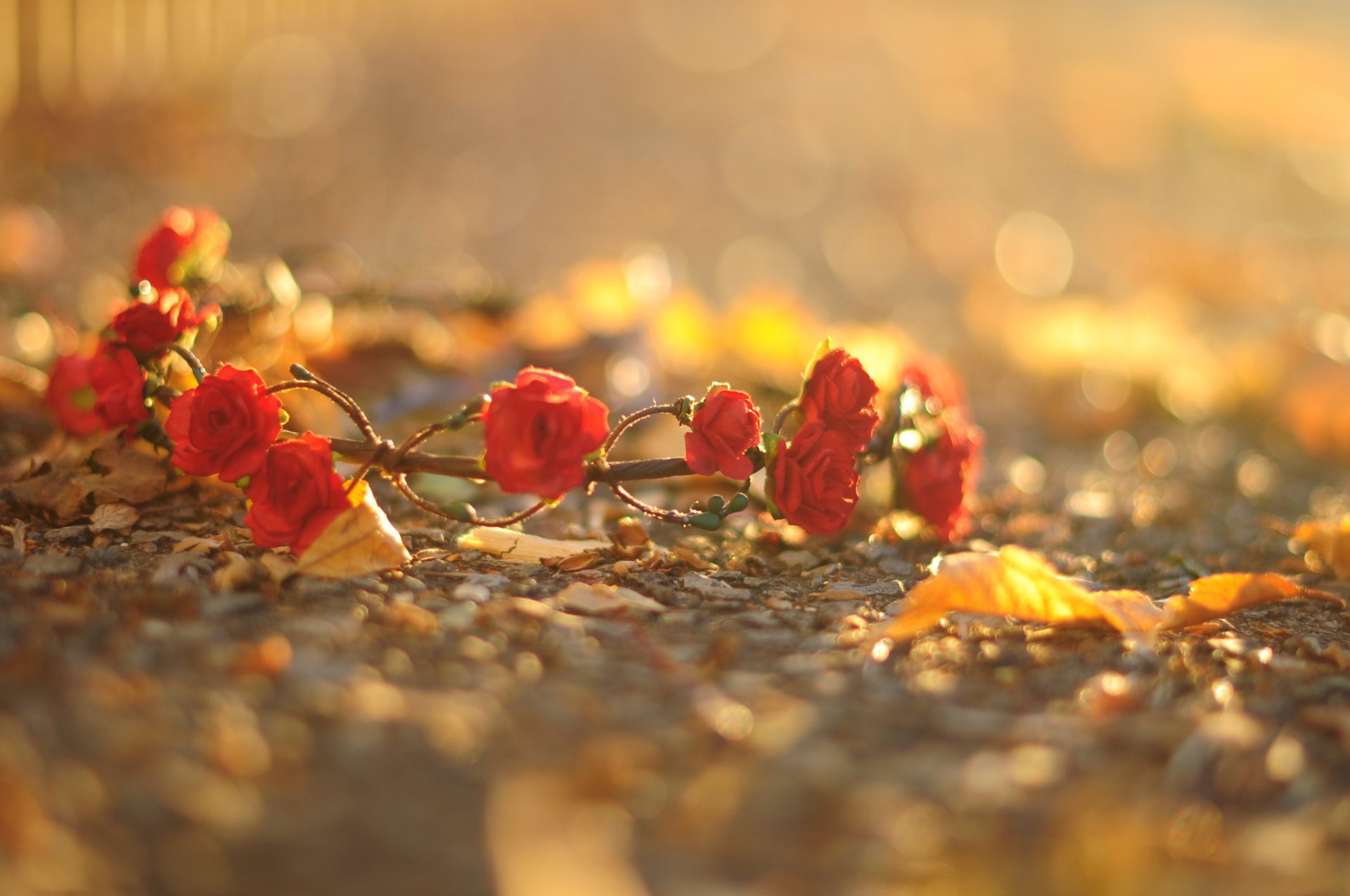 Красивые Осенние Розы