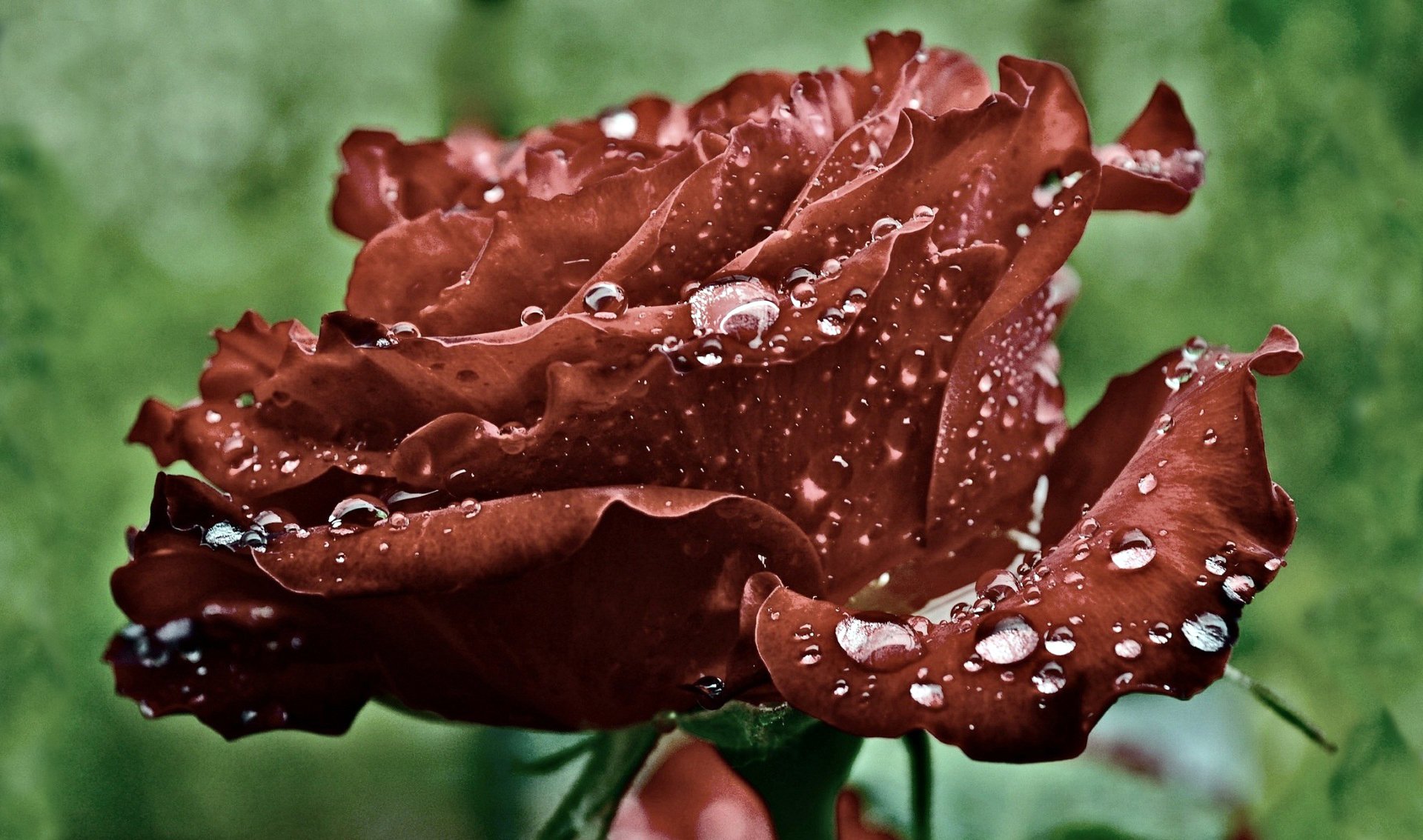 Бордовые цветы с каплями дождя скачать