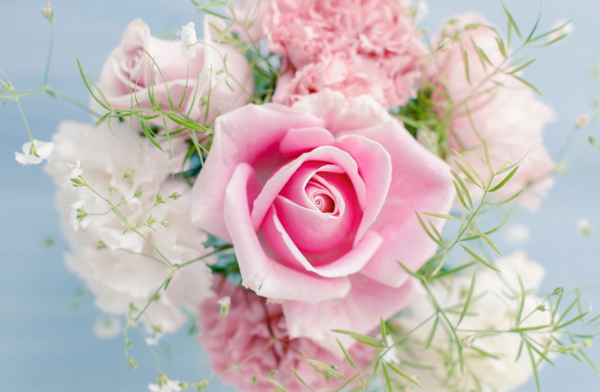 Роза Розовая Фото Цветов
