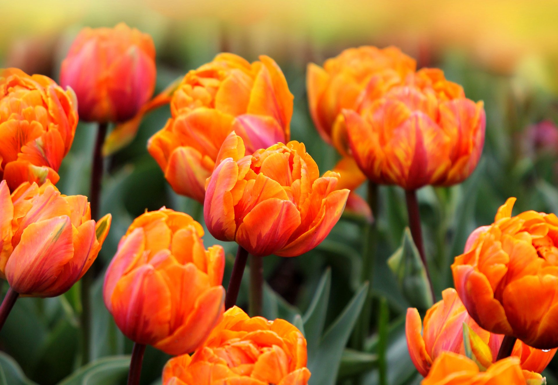 оранжевый тюльпан цветок природа бесплатно