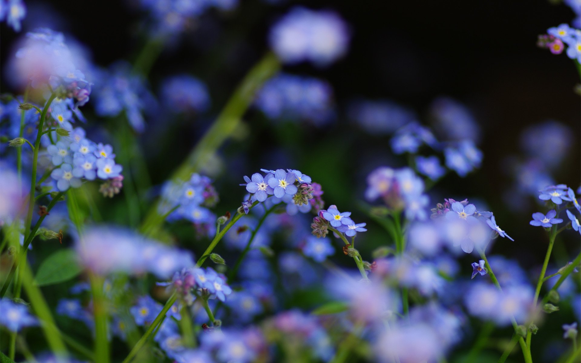 природа цветы синие nature flowers blue загрузить