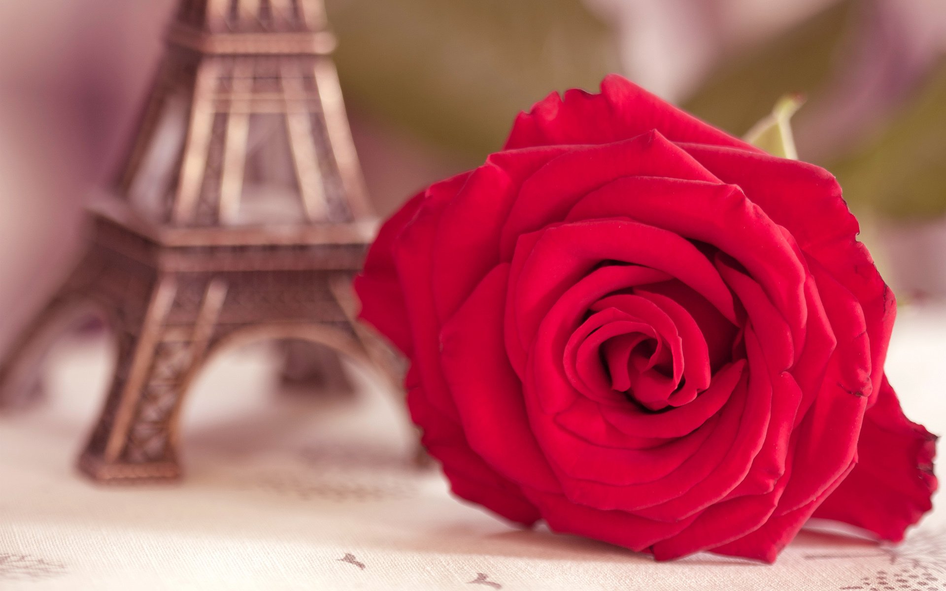 Eiffel Tower роза