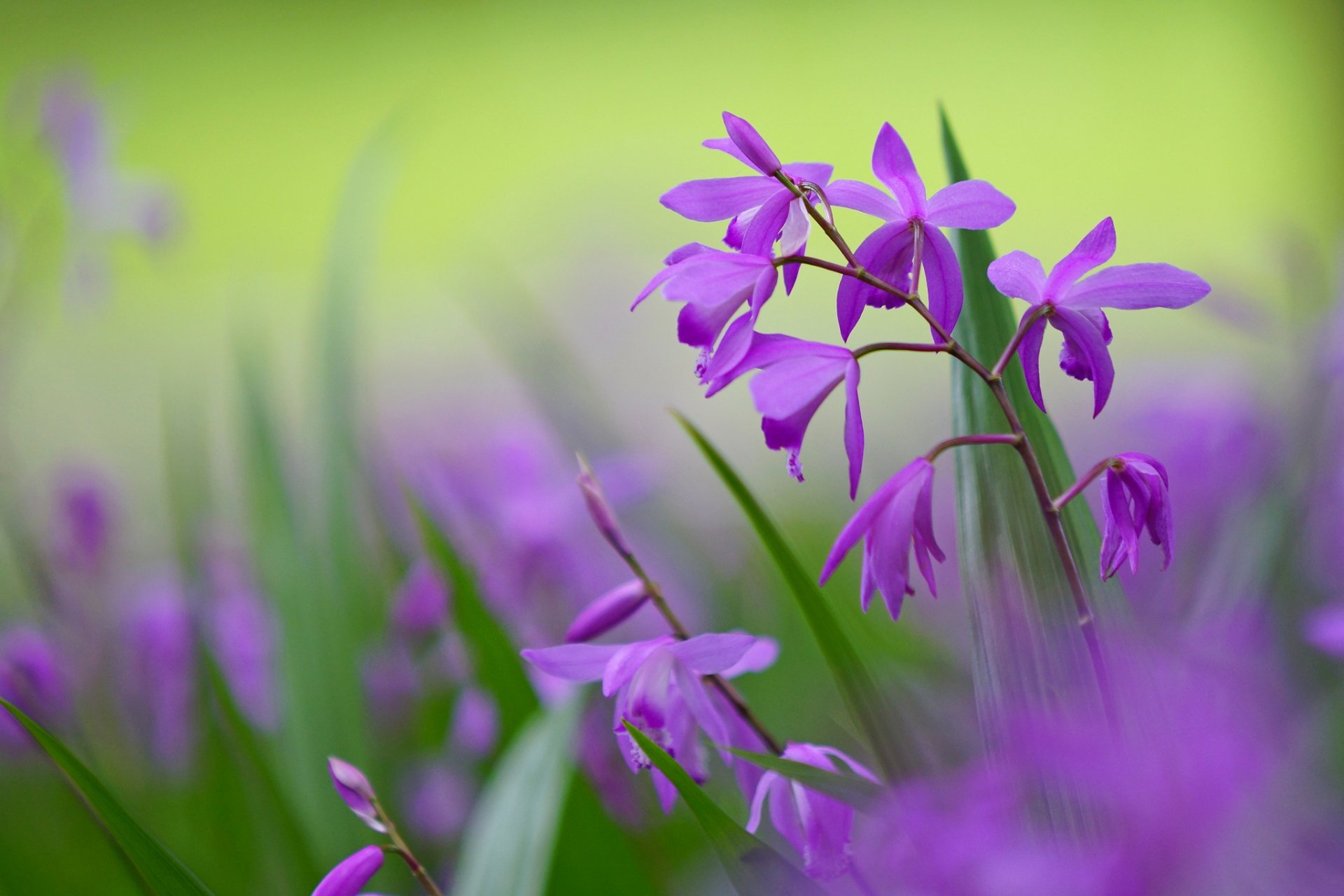 цветок фиолетово-зеленый макро загрузить