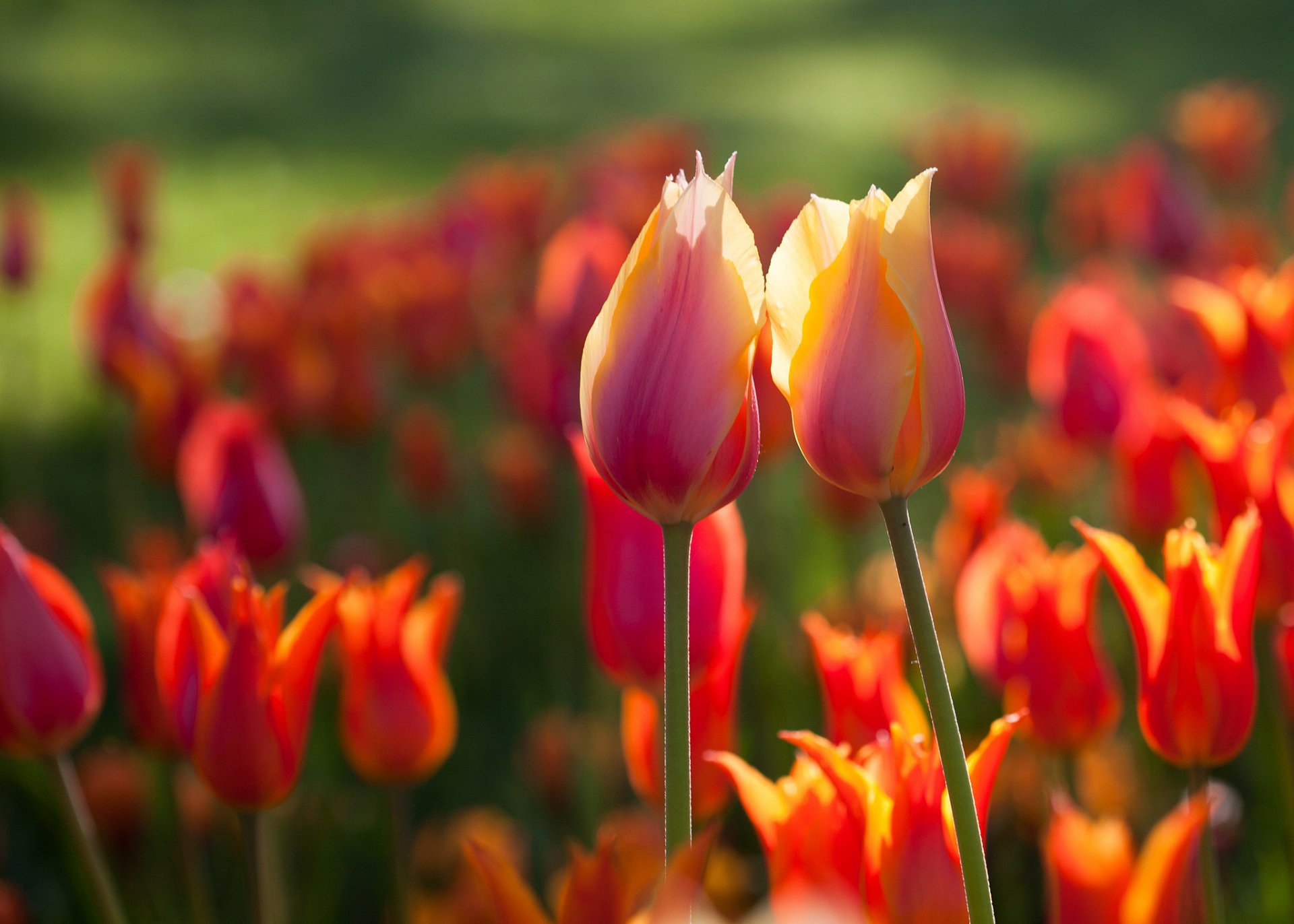 природа тюльпаны красные тропа цветы бесплатно
