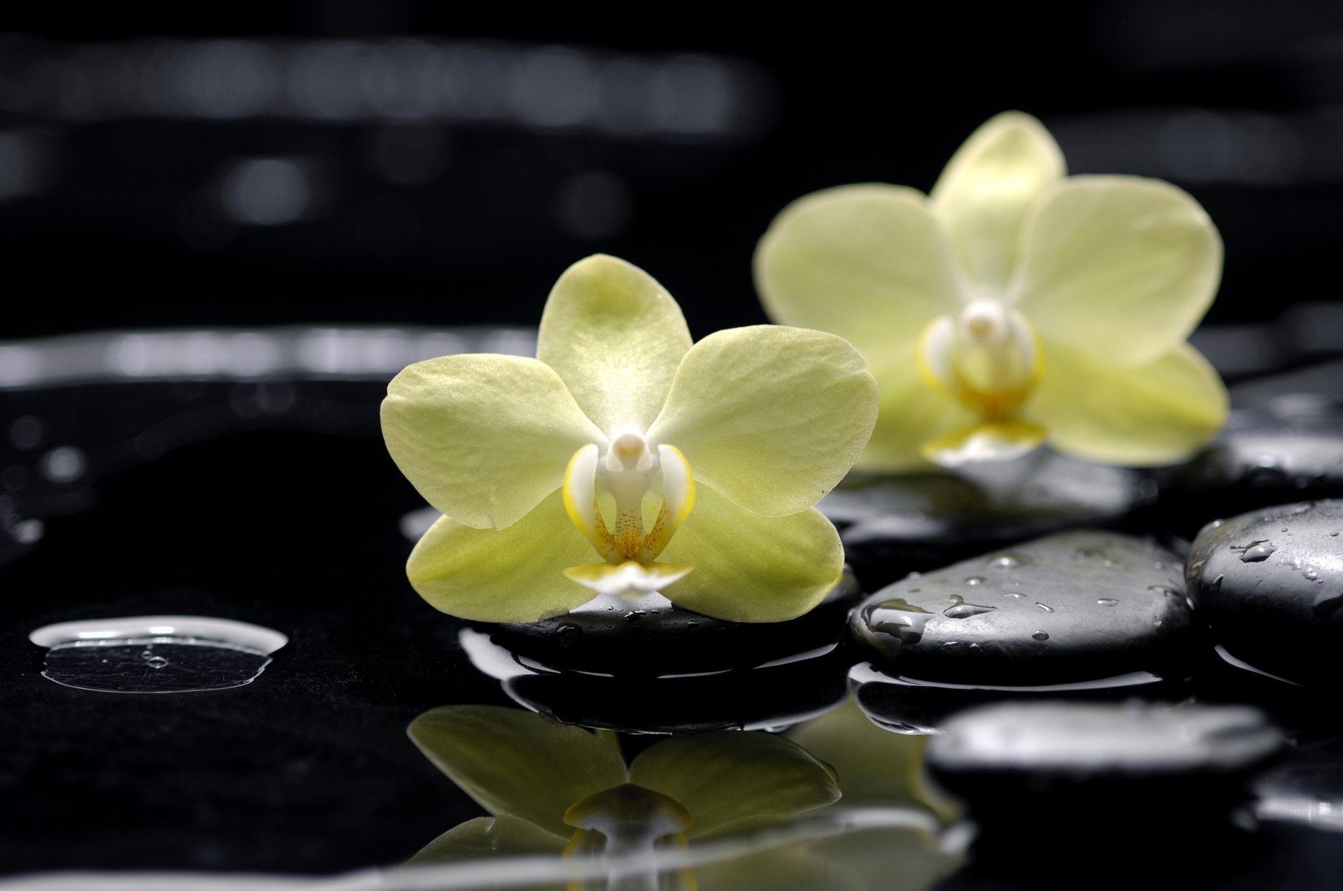 цветы орхидеи фаленопсис желтые камни плоские черные капли вода отражение