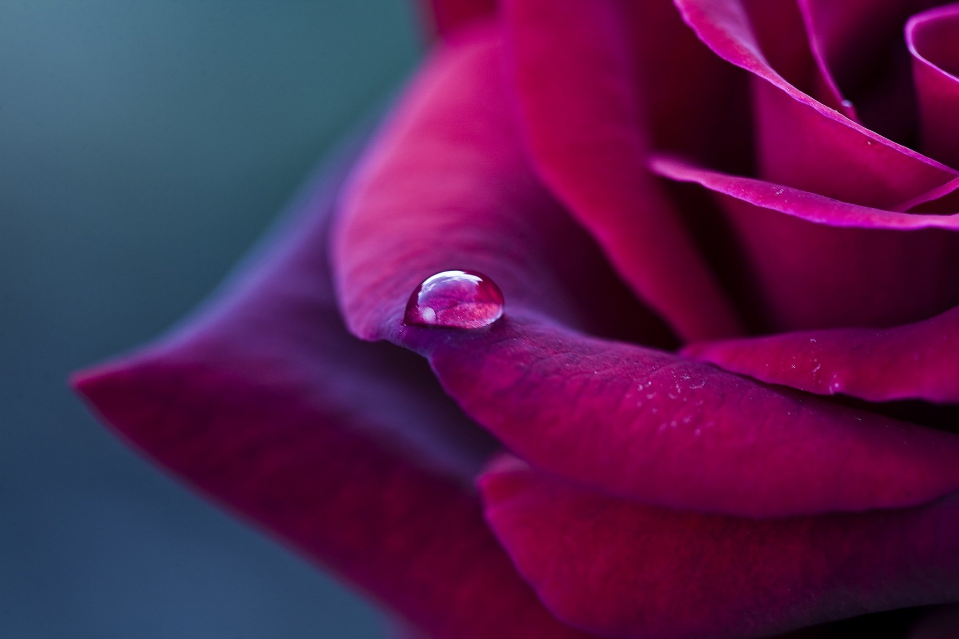 Макро розовый цветок капли вода загрузить