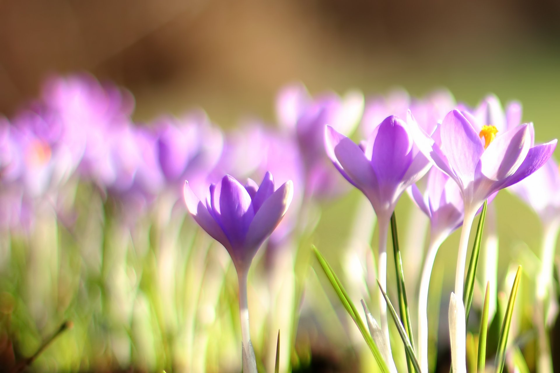 Первоцветы на рабочий стол. Крокус фиолетовый первоцвет. Первоцветы (подснежники, крокусы, гиацинты).. Весенние цветы первоцветы Крокус. Весенние первоцветы фиолетовые.