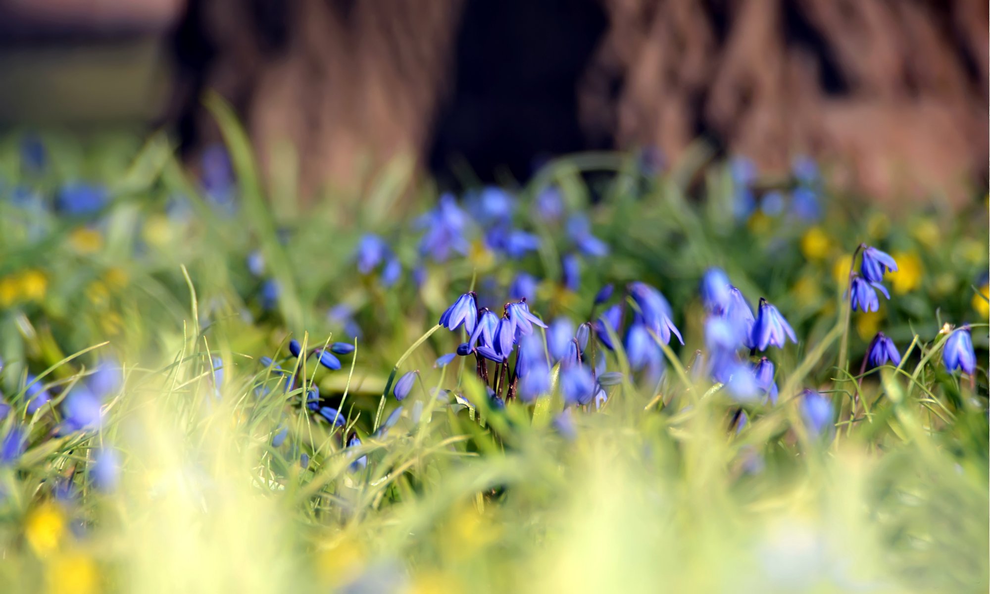 цветы синие природа луг без смс