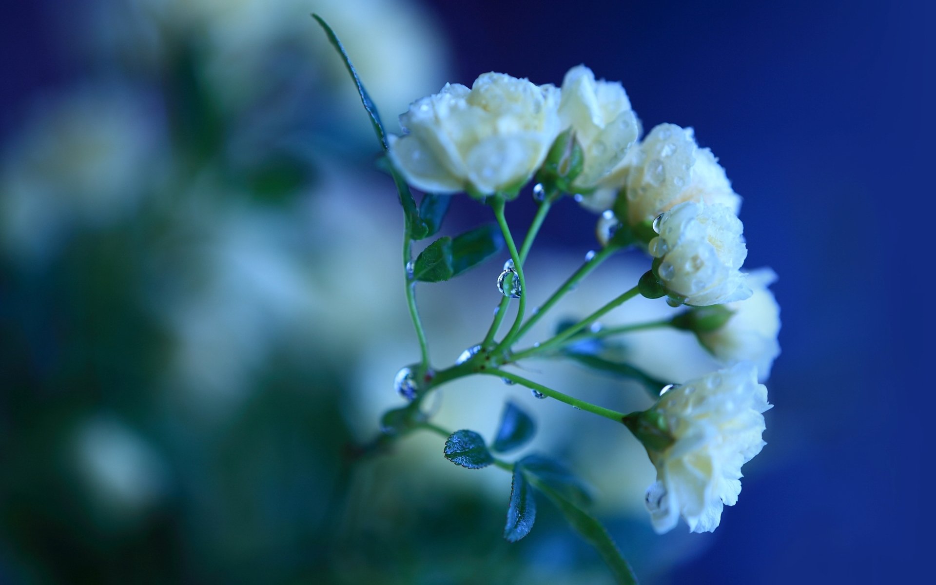 цветок дождь капли роза белая без смс