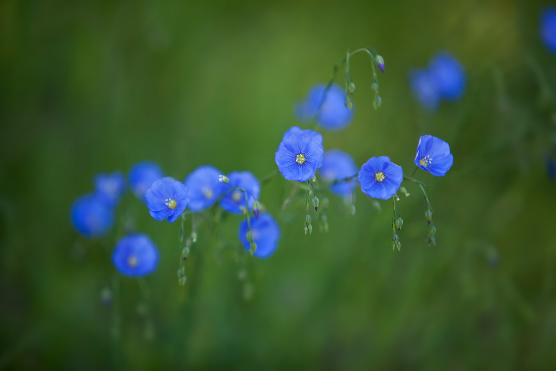 Синие цветы размытый фон без смс