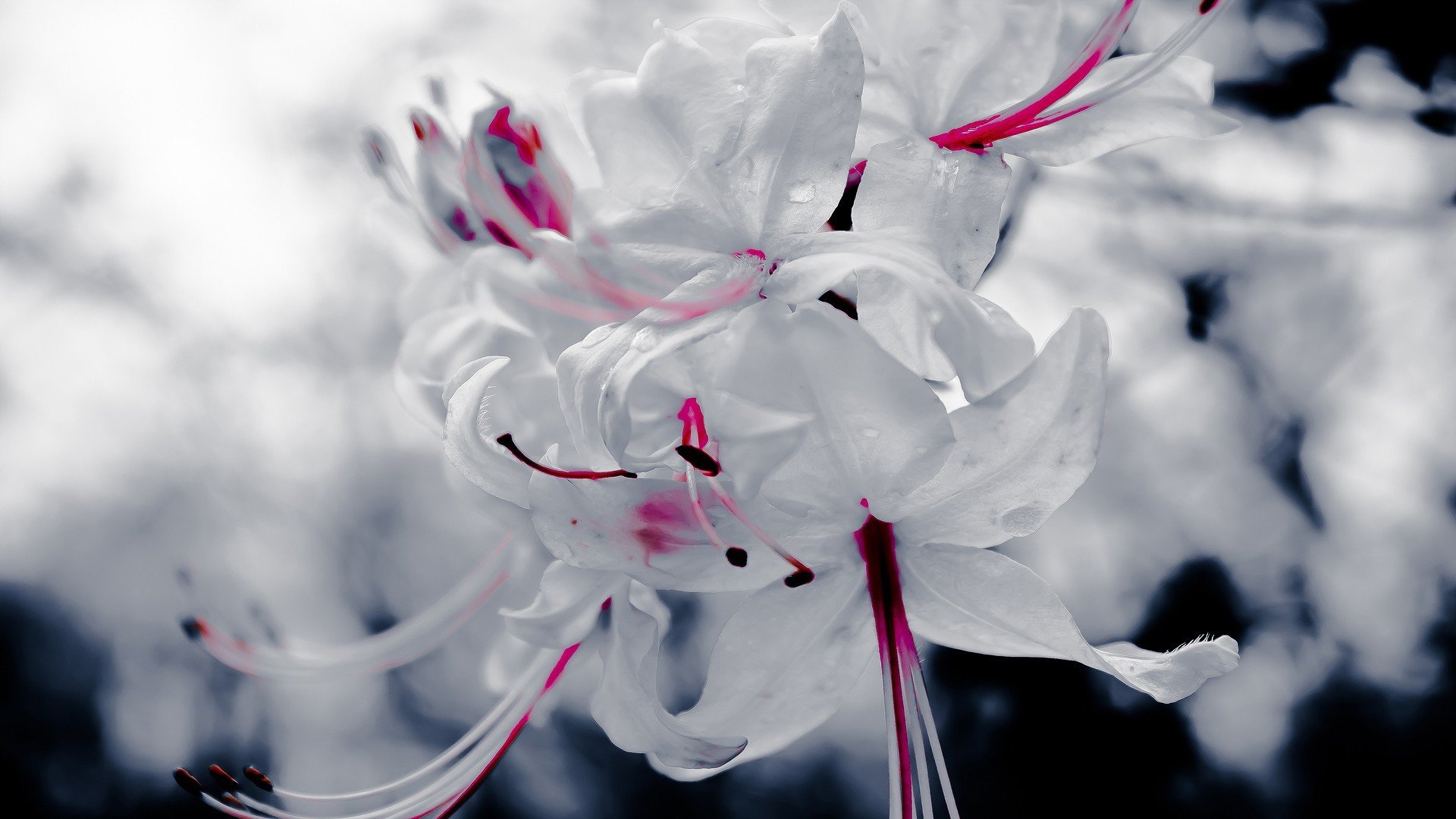 Цветок ликорис белый
