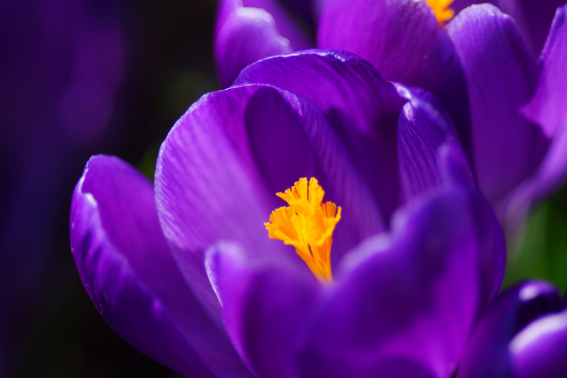 цветы крокусы синие фиолетовые бесплатно