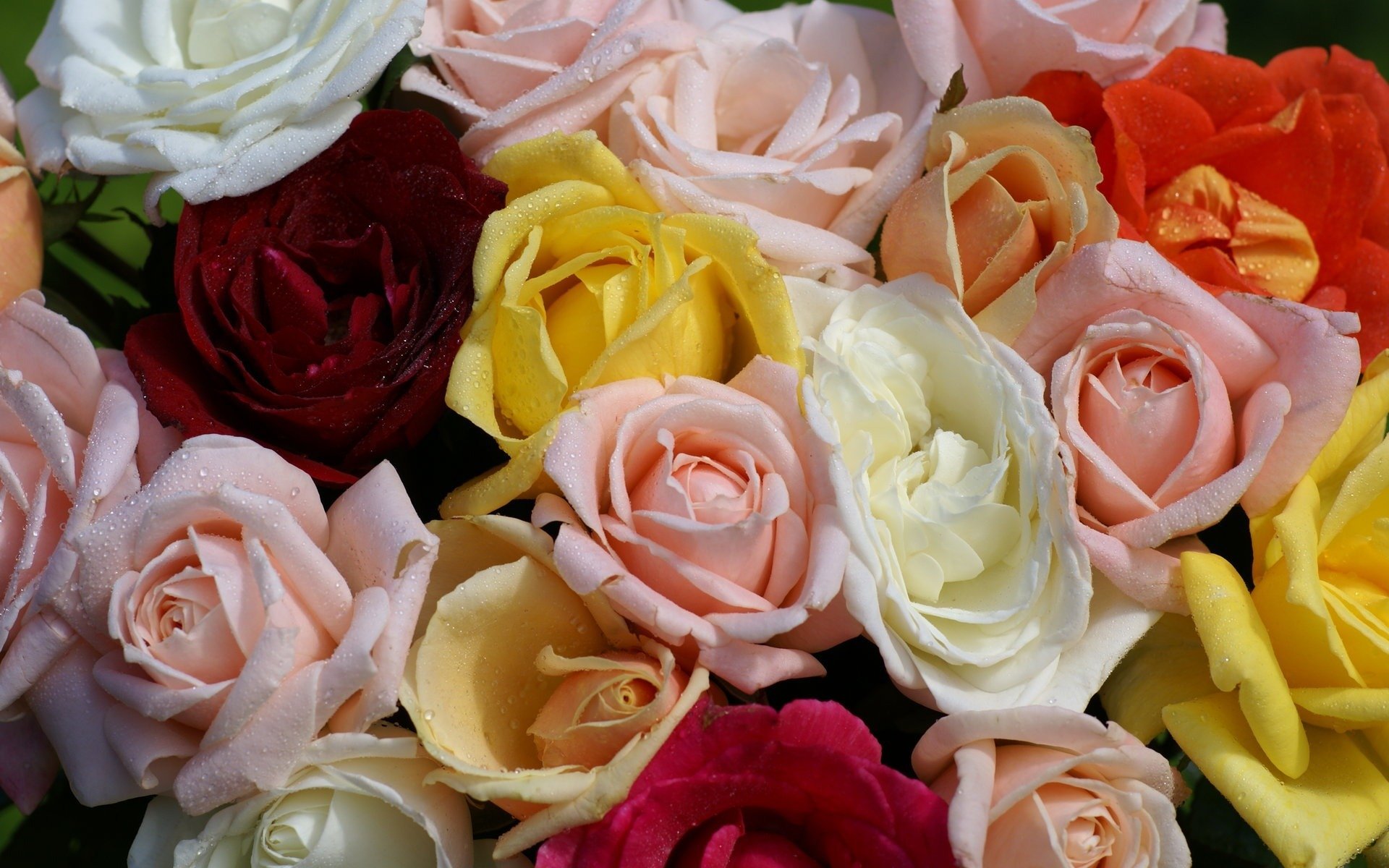 Обои розочки. Красивые цветы розы. Шикарные цветы. Разноцветные розы.