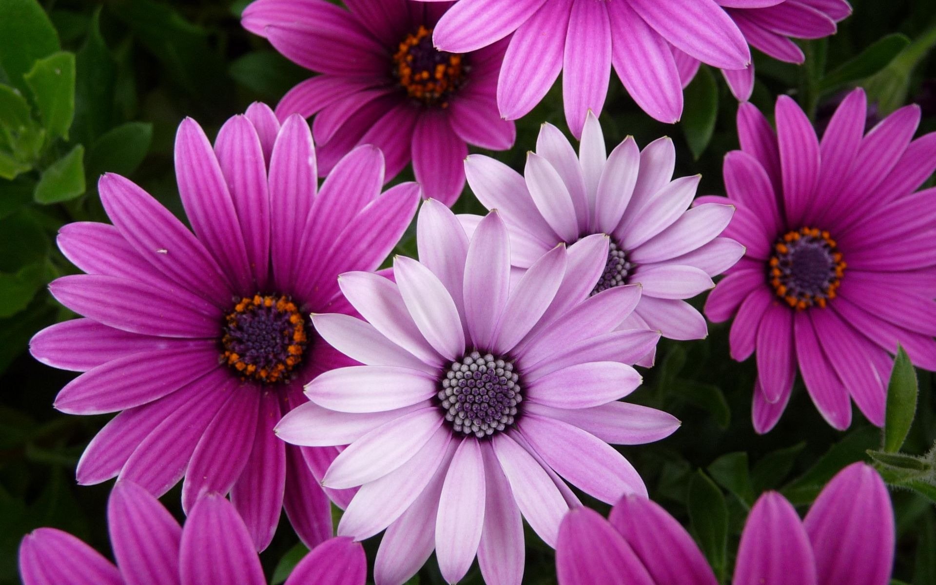 cvety-fioletovye-rozovye.jpg