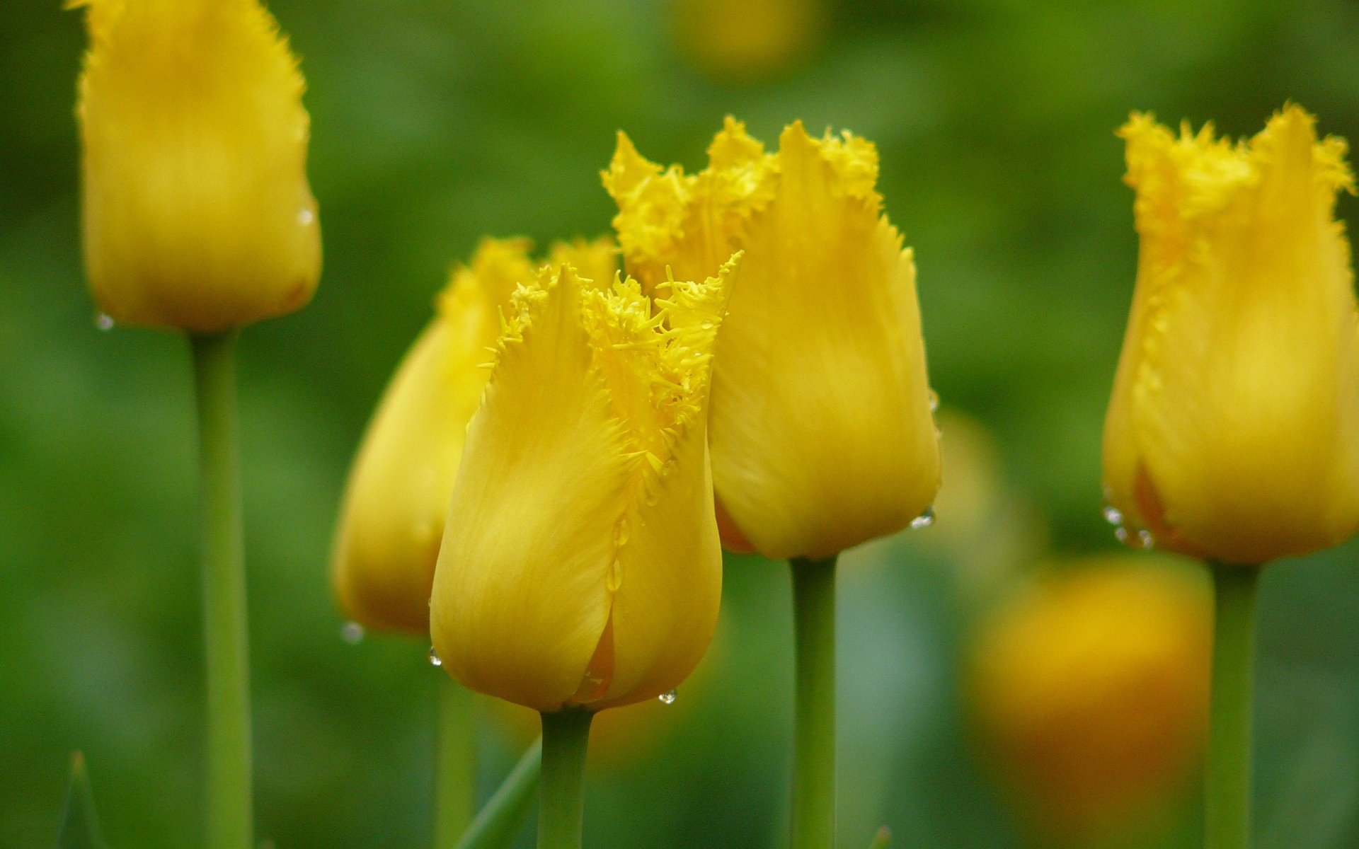 Желтый тюльпан макро без смс
