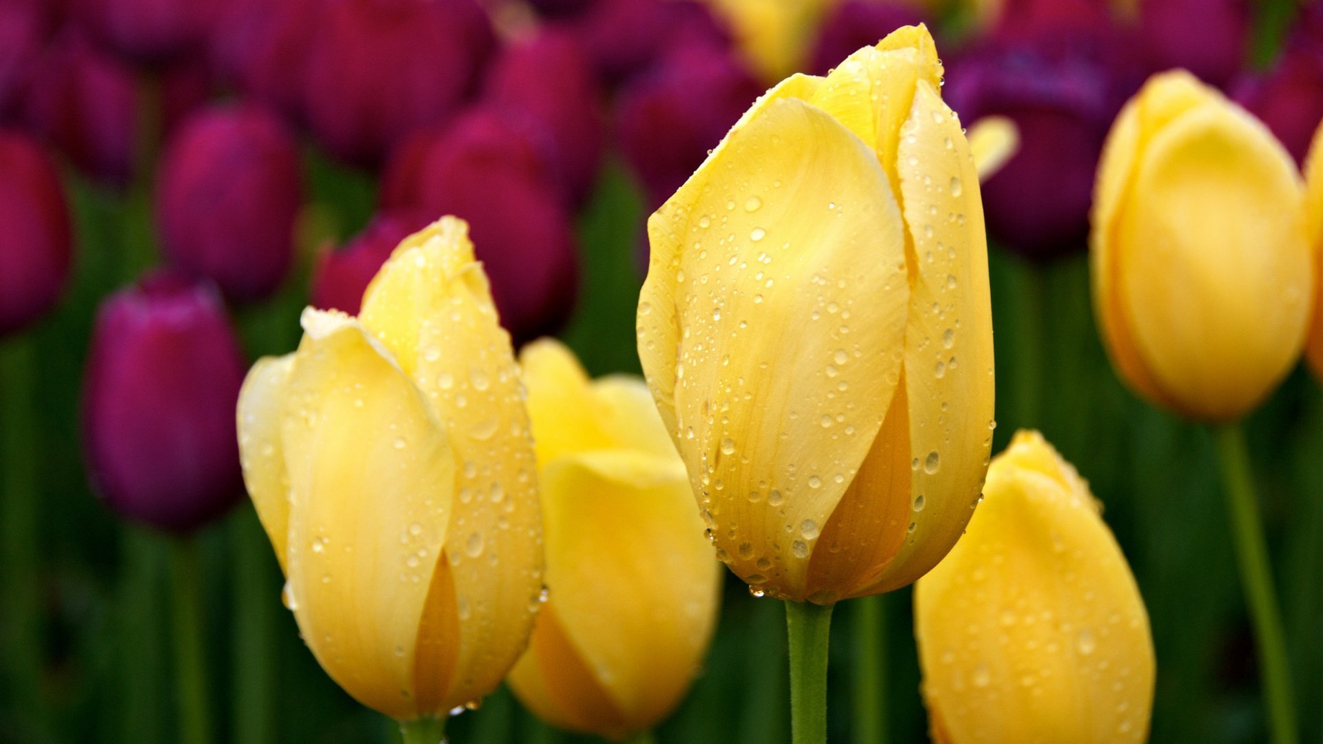 тюльпаны тюльпан цветы цветок бутон лепестки роса капли весна природа