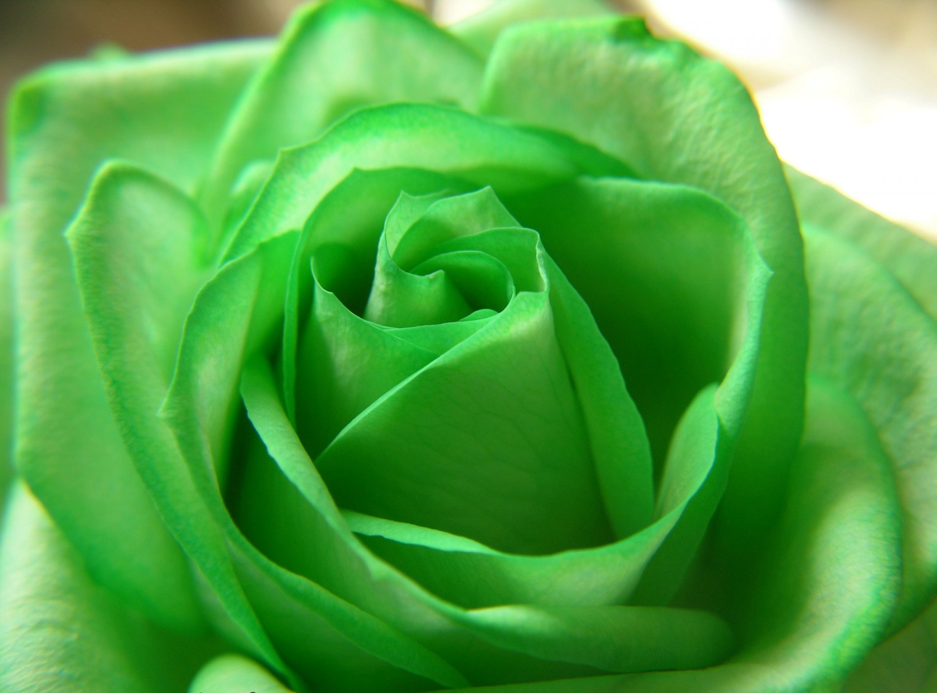 Зеленые Красивые Цветы Фото