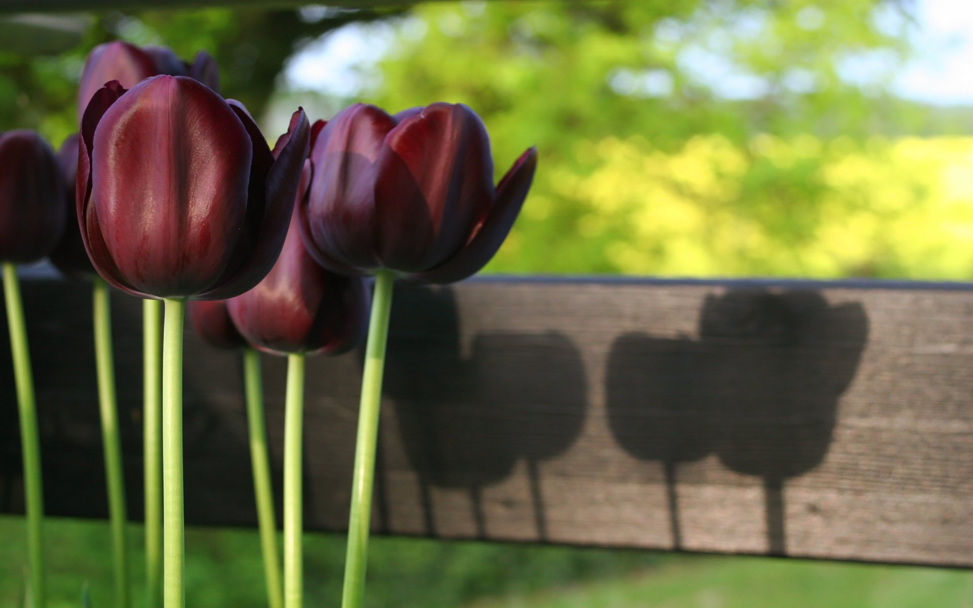 тюльпаны бордовые без смс