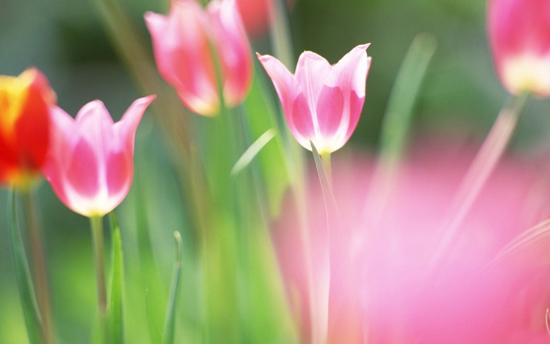 Цветок природа макро тюльпан скачать